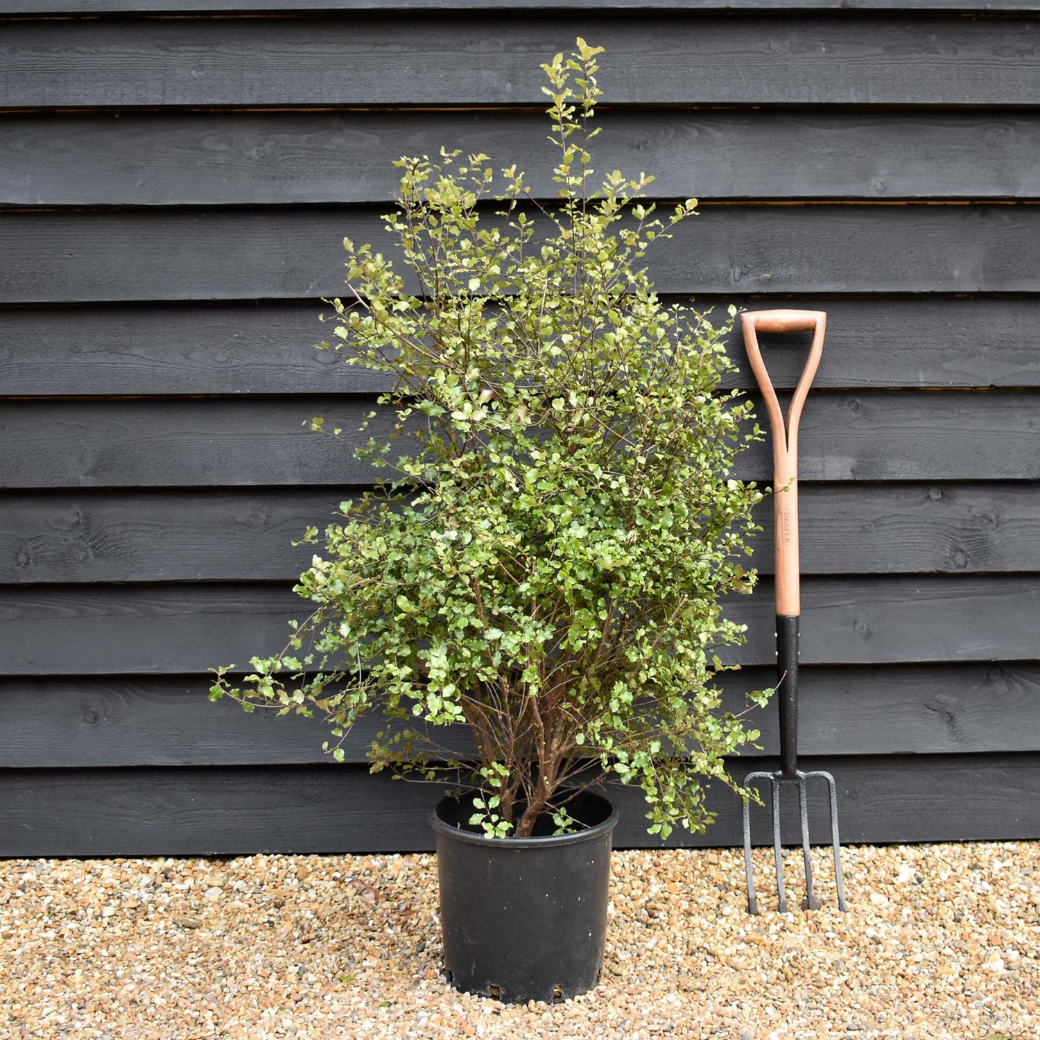 Pittosporum tenuifolium 'Irish Luck' - Height 110-120cm -12lt