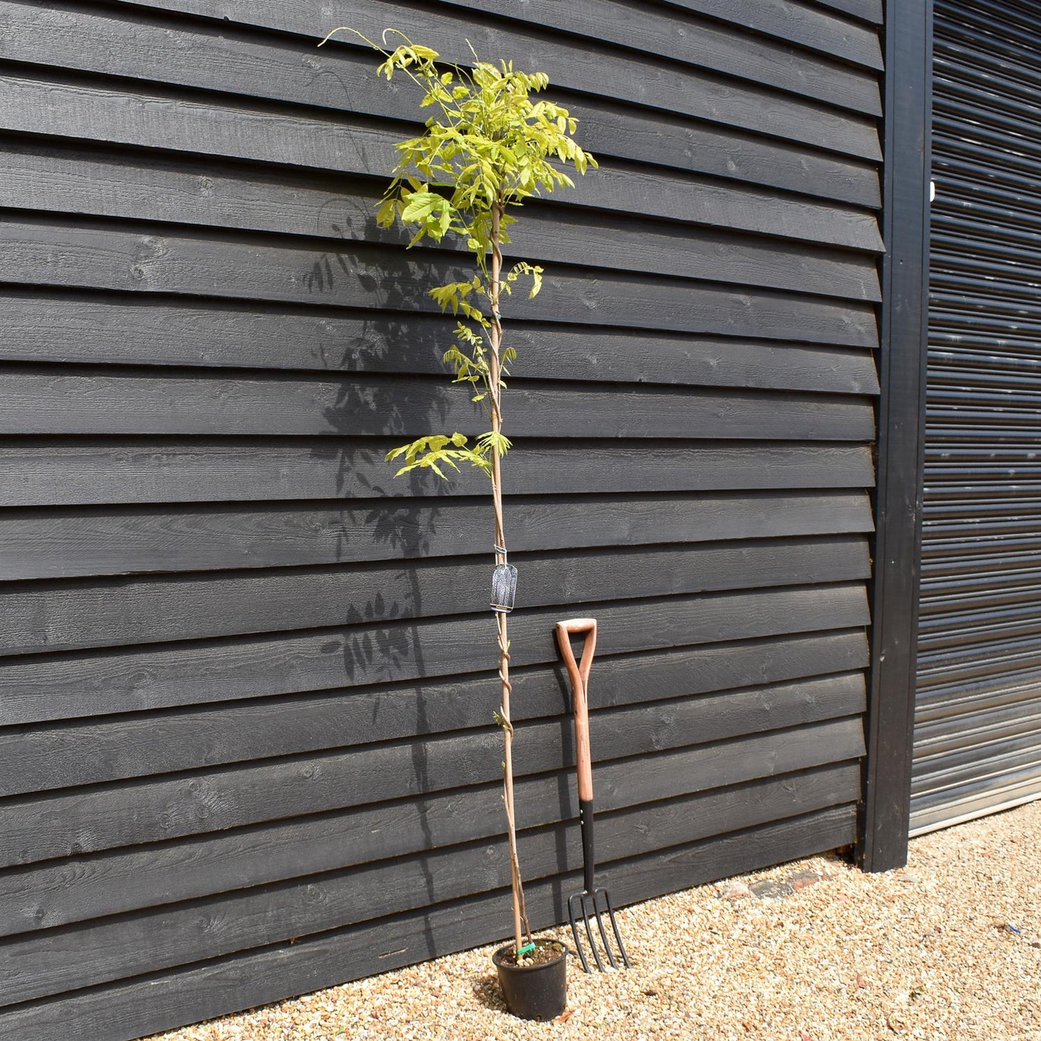 Wisteria floribunda Macrobotrys - Cane - Height 150-200cm - 3lt