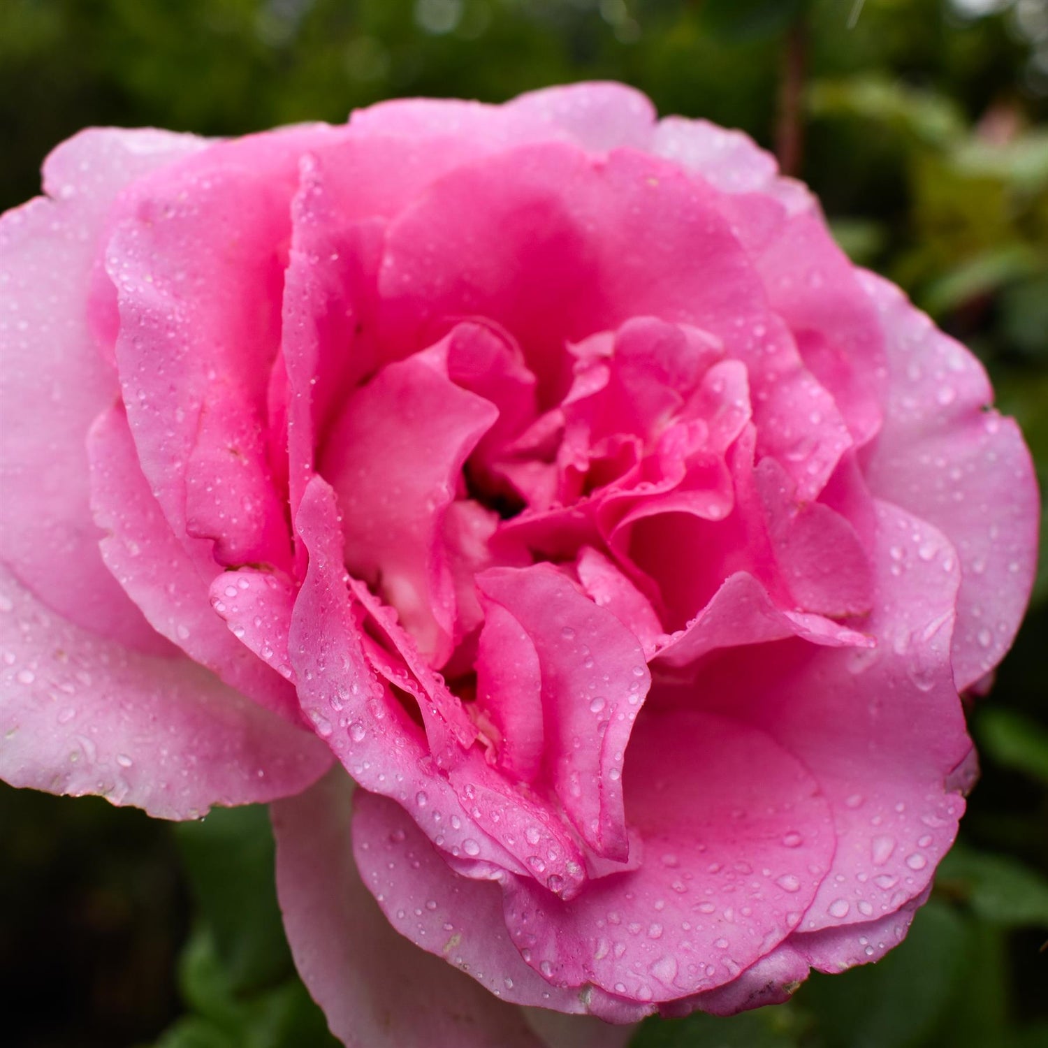 Rose 'Bengala' - Clear Stem 80-90cm - Height 130-160cm - 18lt
