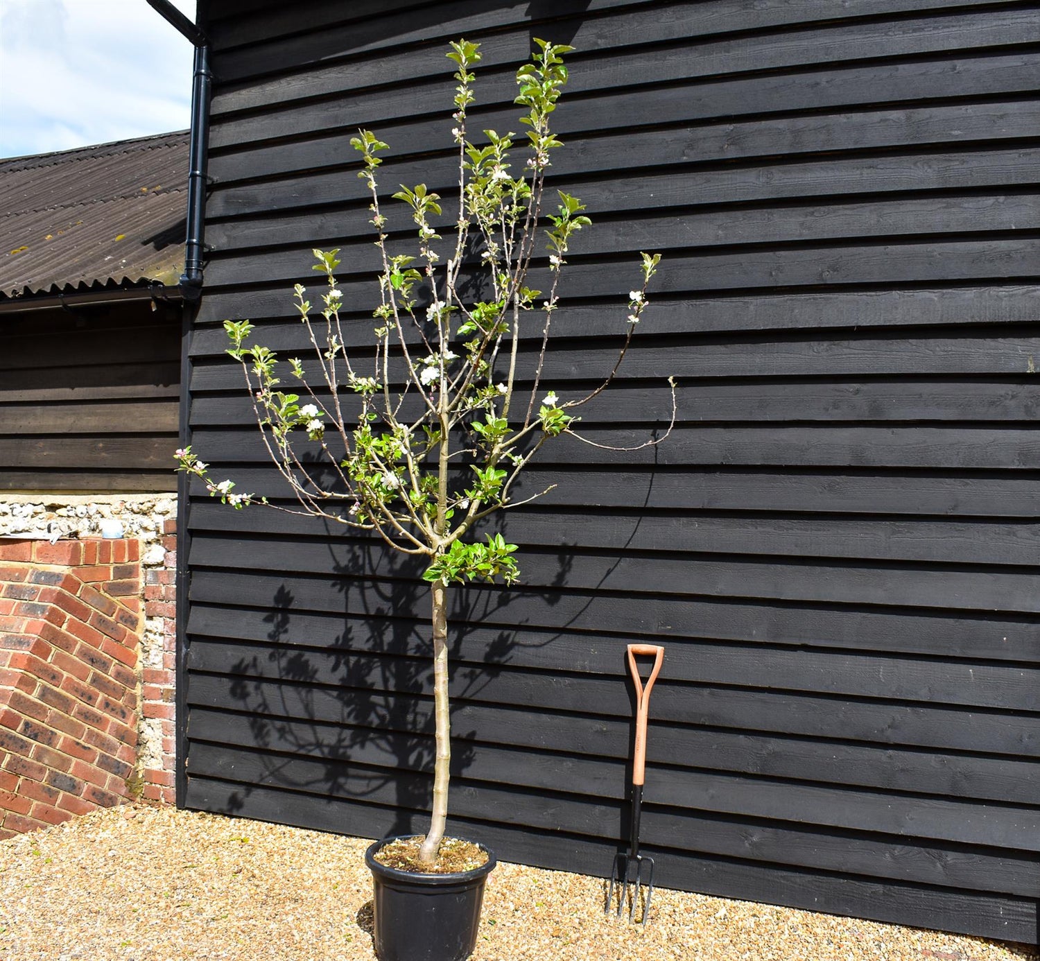 Apple tree 'Starking' (Red Delicious) | Malus Domestica 'Starking' (Red Delicious) - Clear Stem - Height 200-250cm - Girth 14-16cm - 30lt