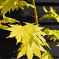 Acer palmatum 'Jordan' | Japanese maple 'Jordan' - Narrow - 160-180cm - 20lt