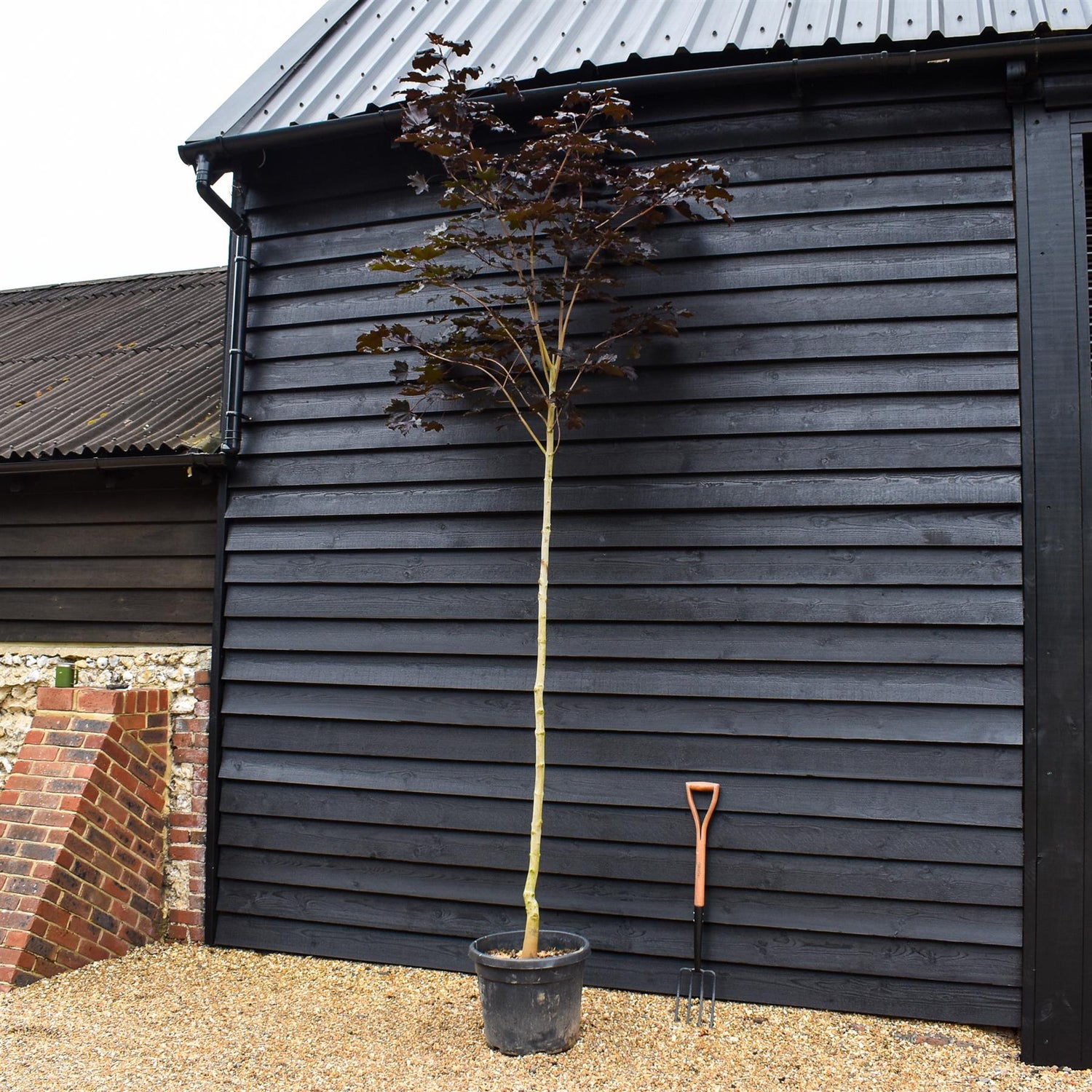 Purple-red Norway Maple | Acer platanoides 'Royal Red' - Height 320-360cm - Clear Stem - Girth 8-10cm - 45lt