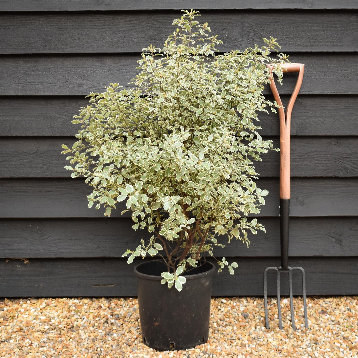 Pittosporum variegatum - 80-100cm - 12lt