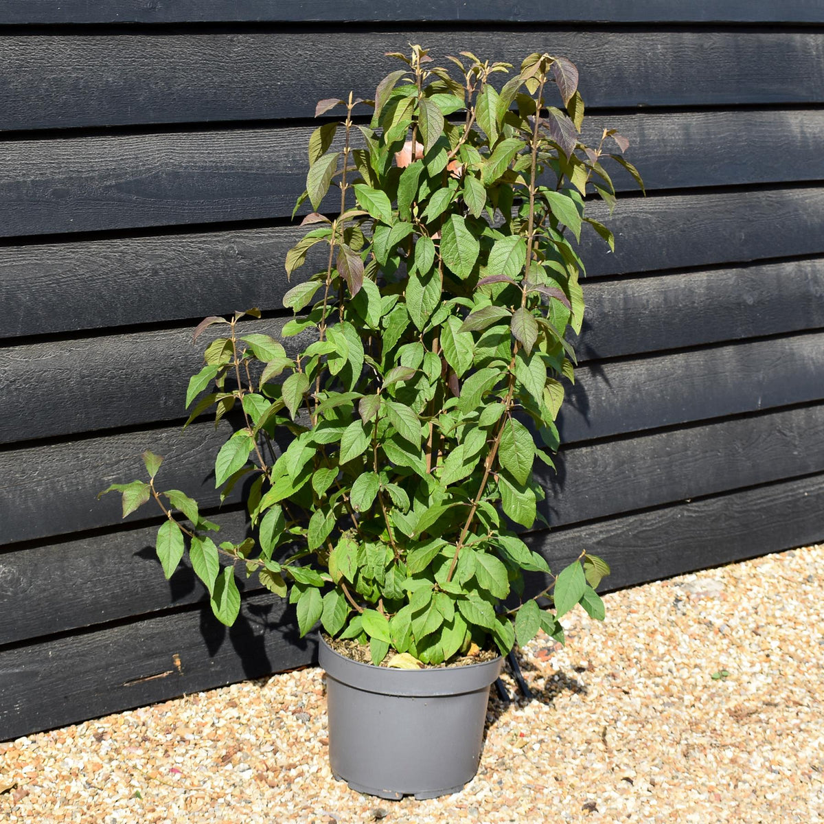 Callicarpa bodinieri var. giraldii 'Profusion' - Height 90-110cm - 10lt