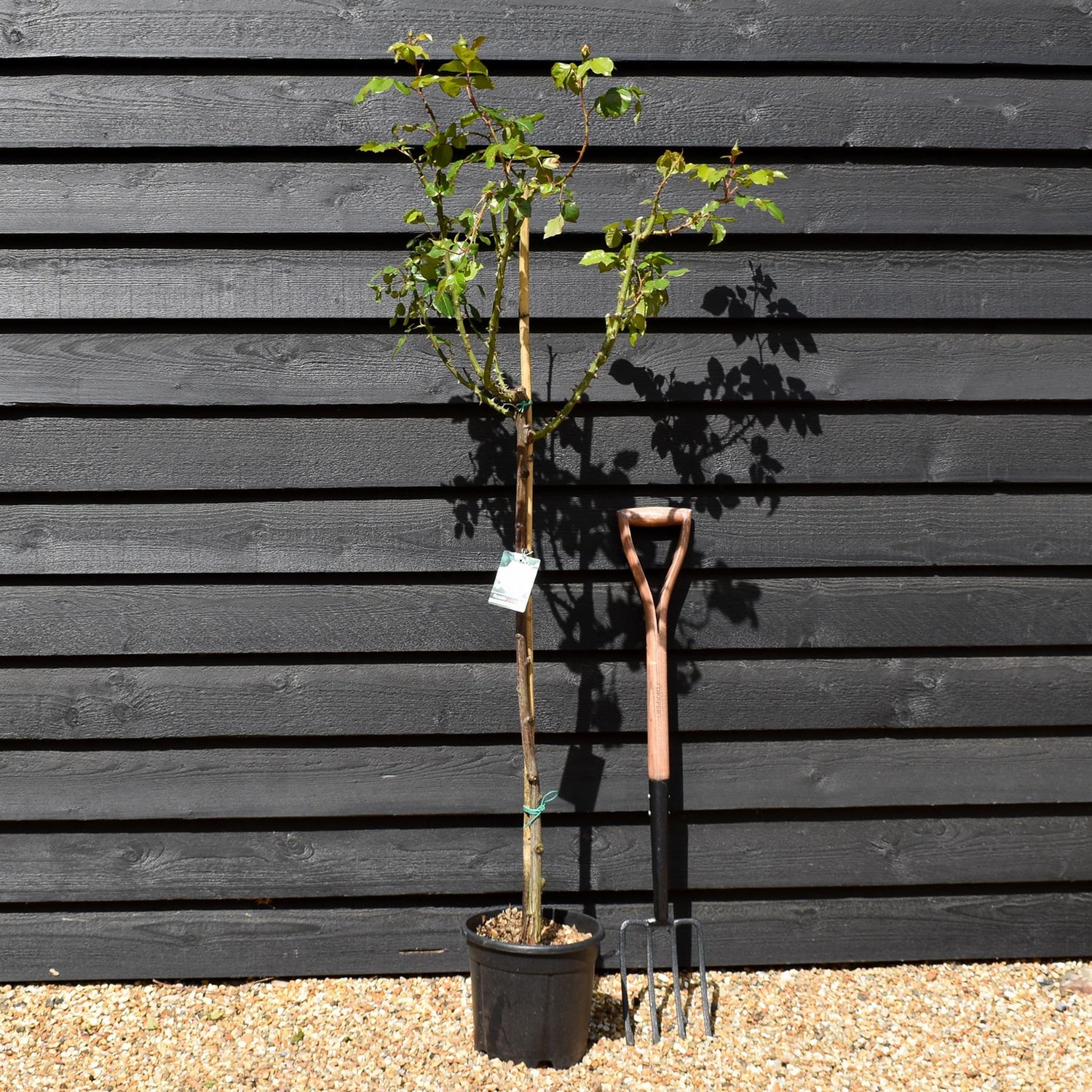 Rose 'Bianco Puro' - Clear Stem 80-90cm - Height 130-160cm - 18lt