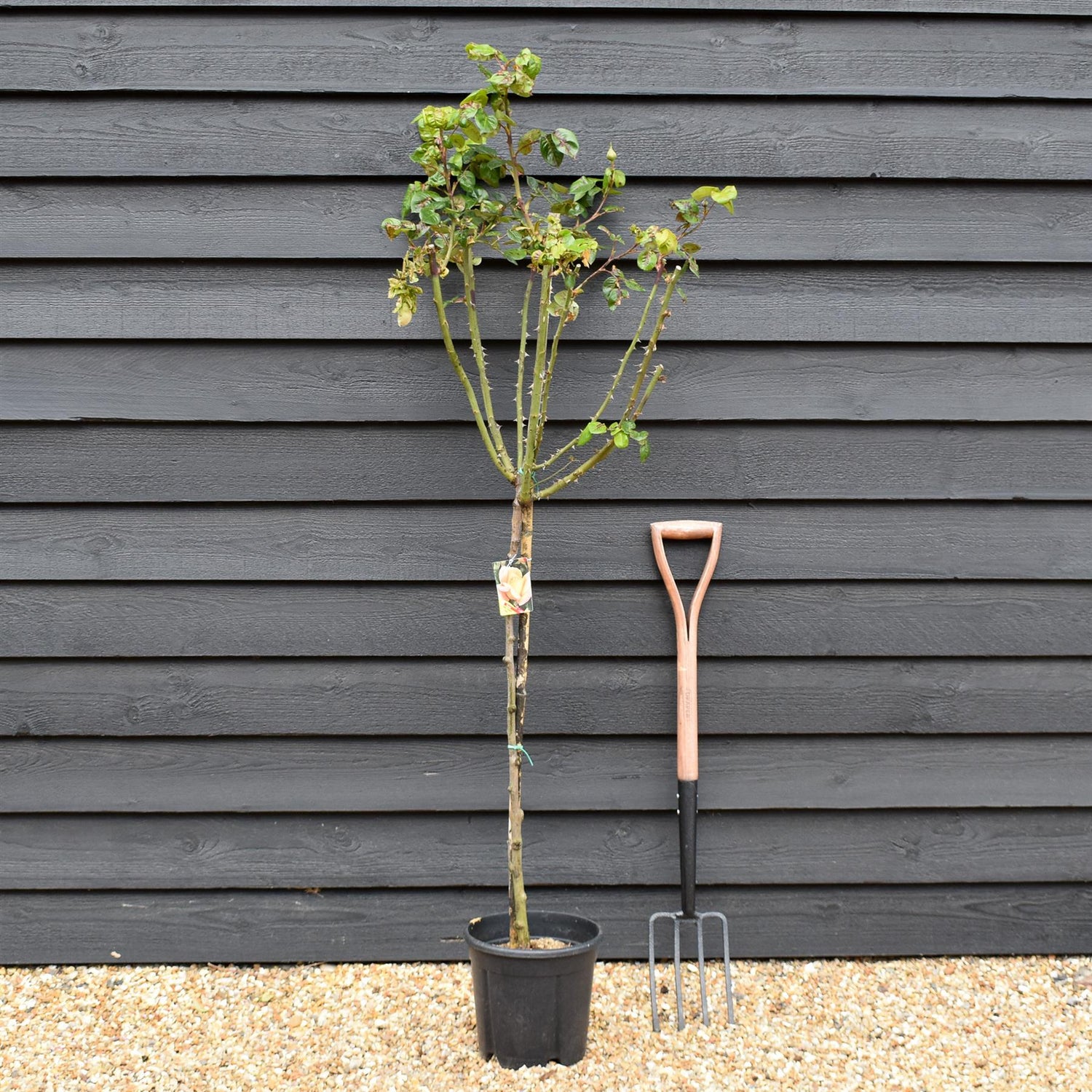 Rose 'Giallo Sfumato' - Clear Stem 80-90cm - Height 130-160cm - 18lt