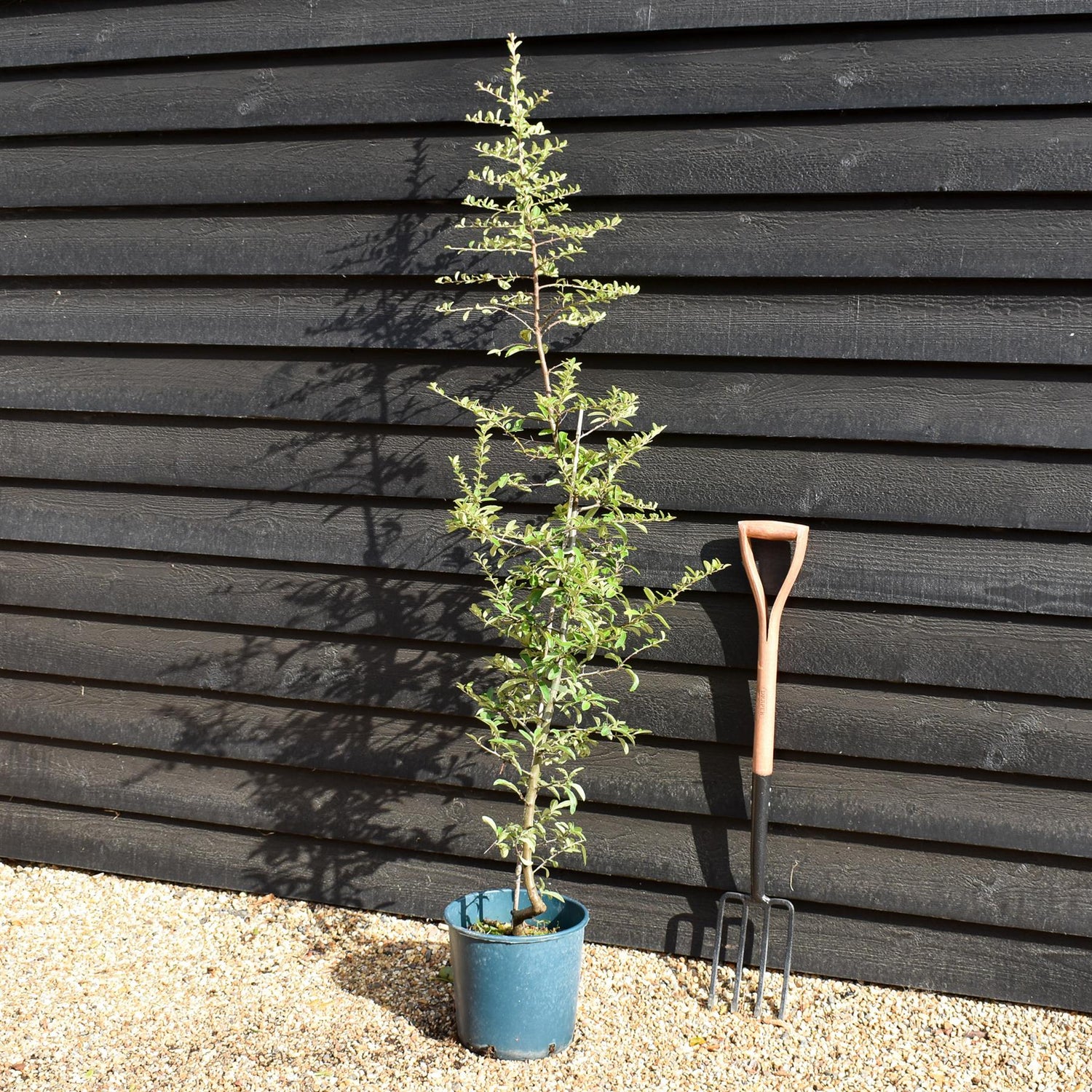 Pyracantha Mohave | Firethorn 'Mohave' - Shrub - 50-110cm - 12lt