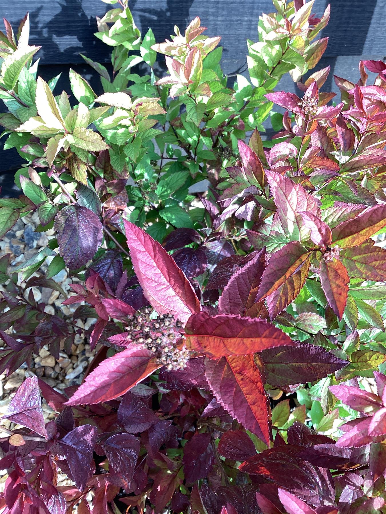 Spiraea japonica 'Goldflame' - 10-30cm, 2lt