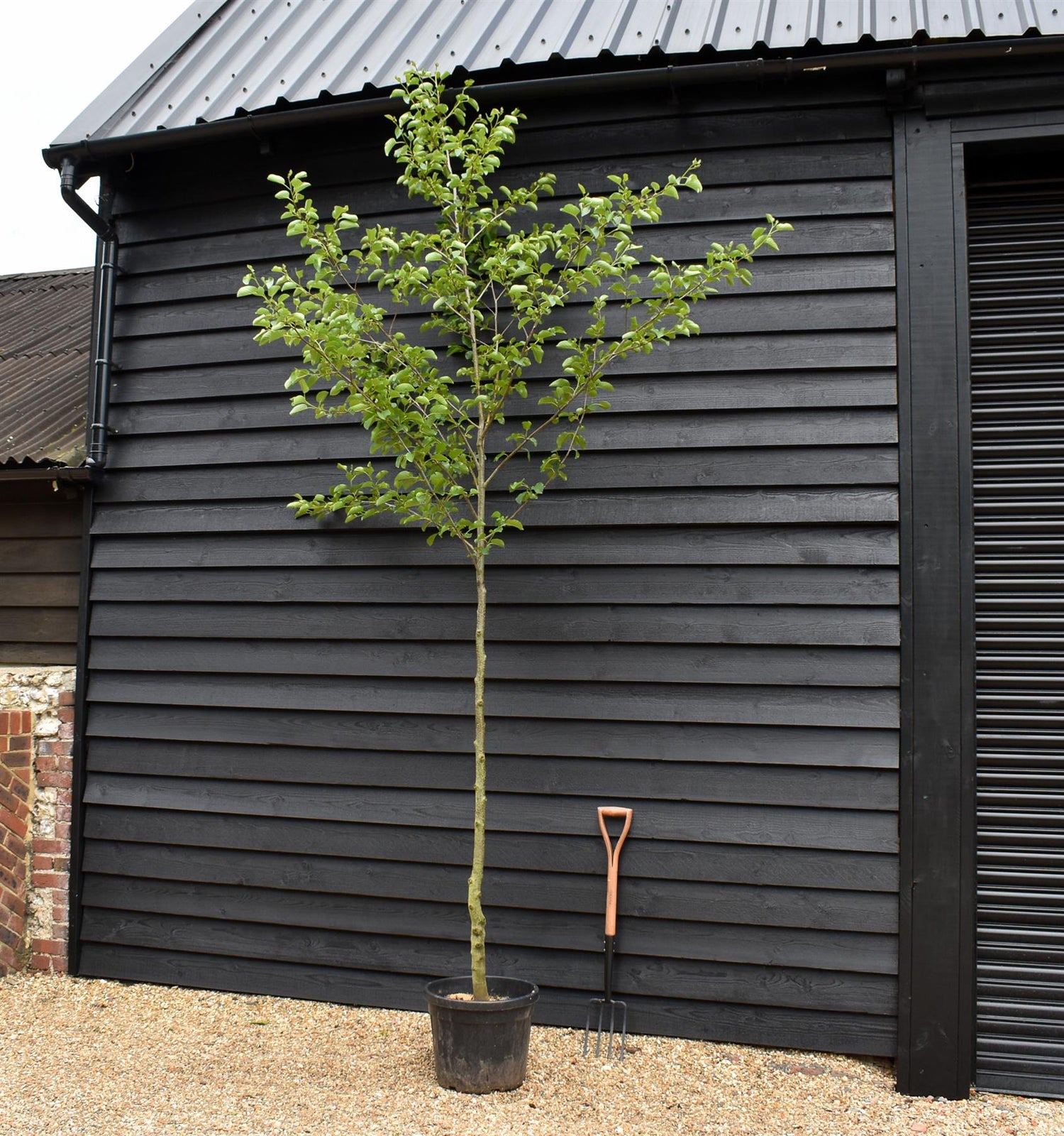 Alder tree | Alnus Cordata - Clear Stem - Height 300-350cm - Girth 8-10cm - 45lt