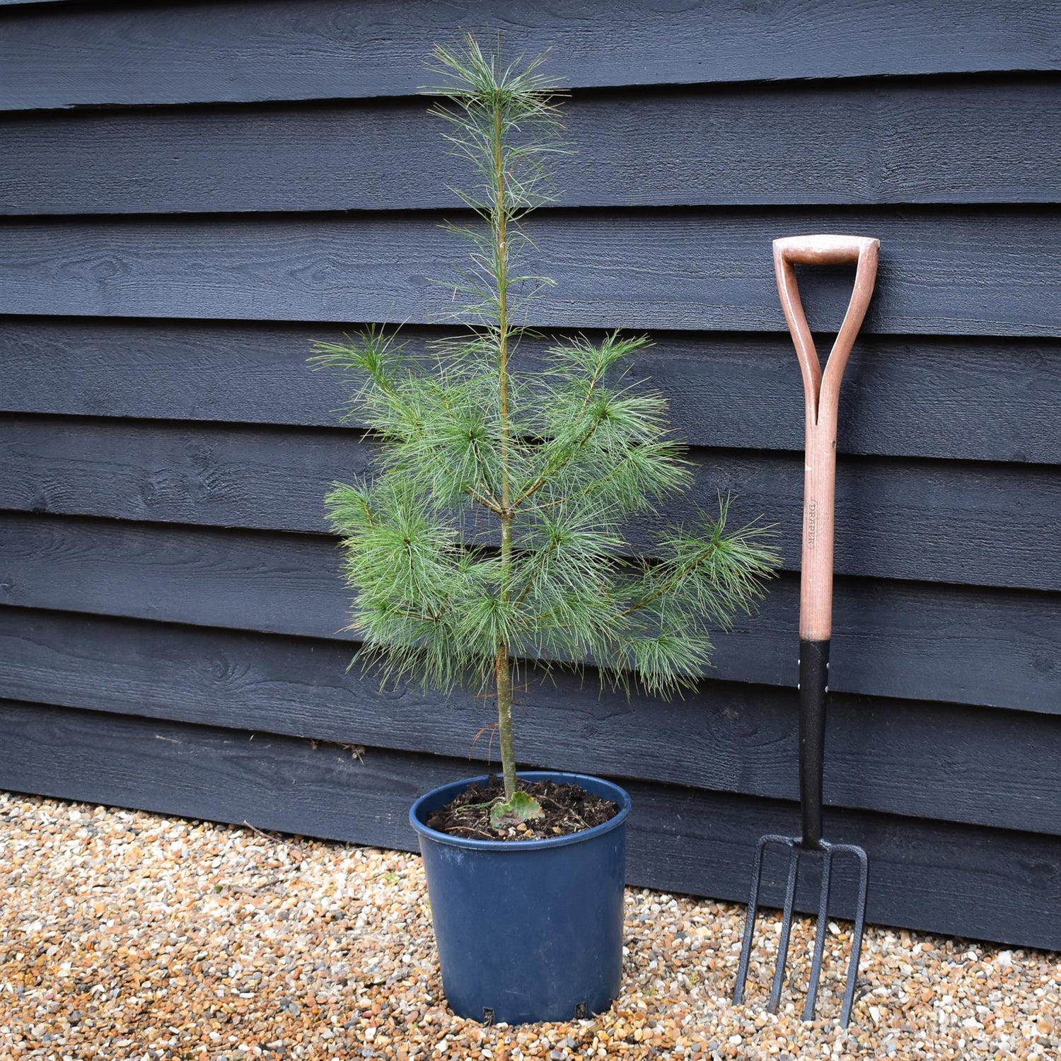 Pinus strobus - Weymouth Pine - Height 90-120cm - 12lt