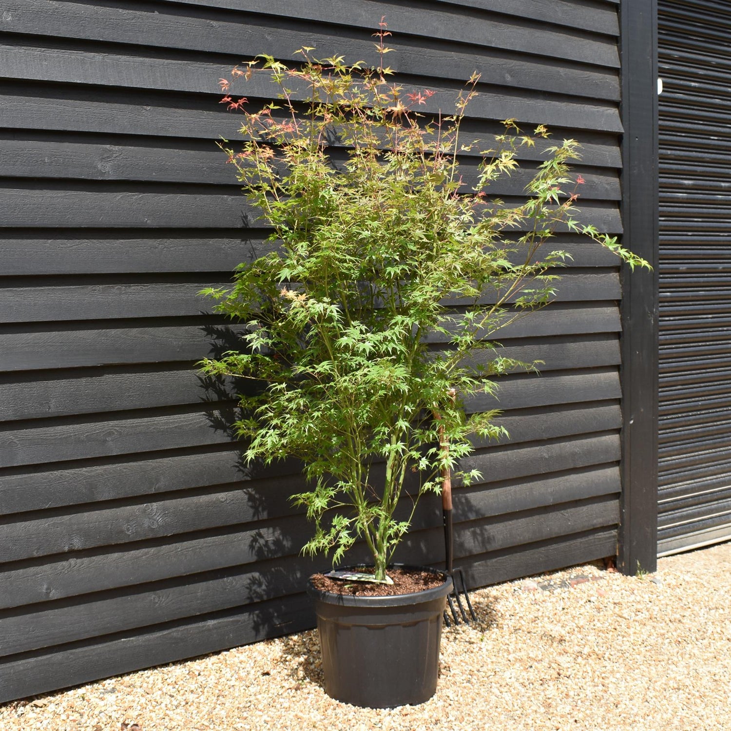Acer palmatum 'Phoenix' | Japanese maple 'Phoenix' - Bushy - 180-200cm - 55lt