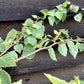Betula utilis | Kashmir Birch - Multistem - 450cm, 300lt