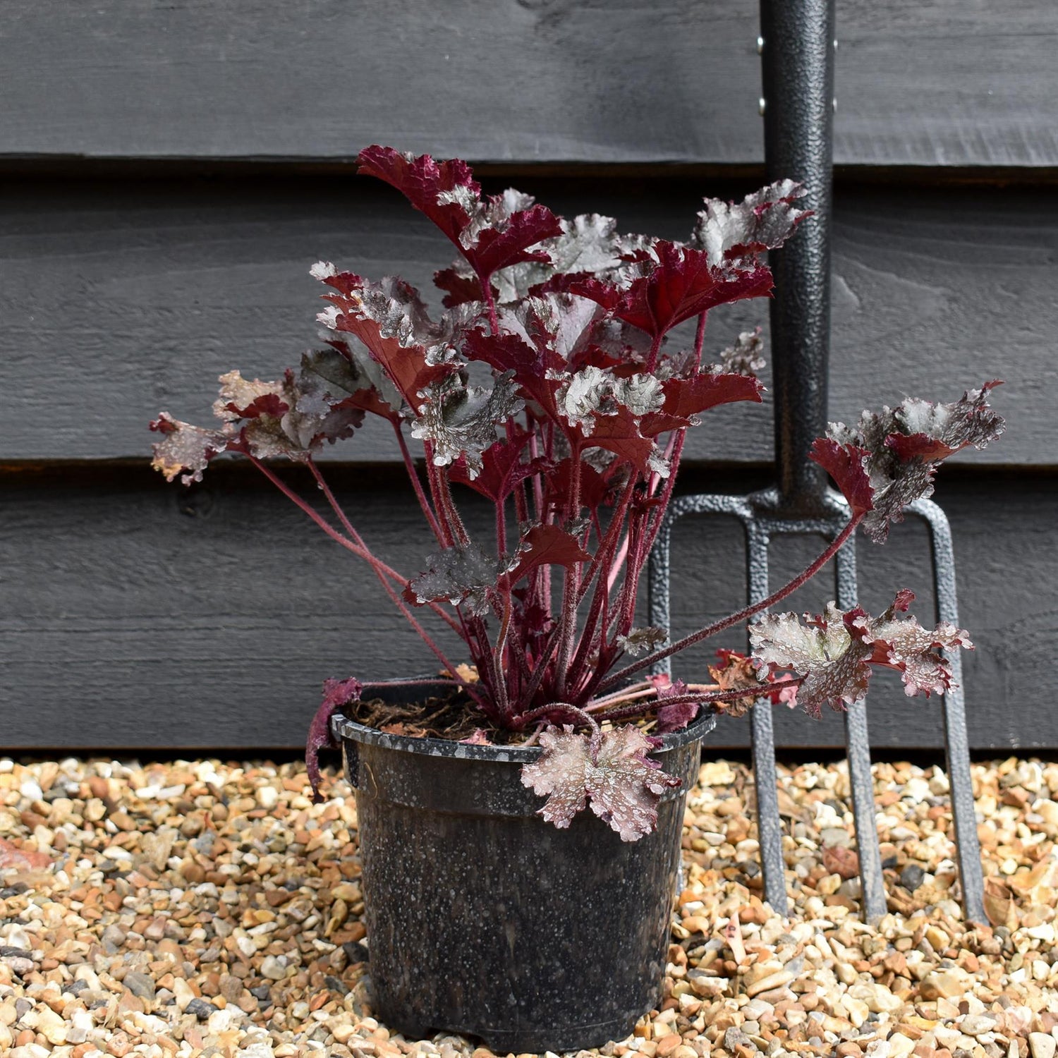 Heuchera 'Black Taffeta' - Height 25-30cm - 2lt