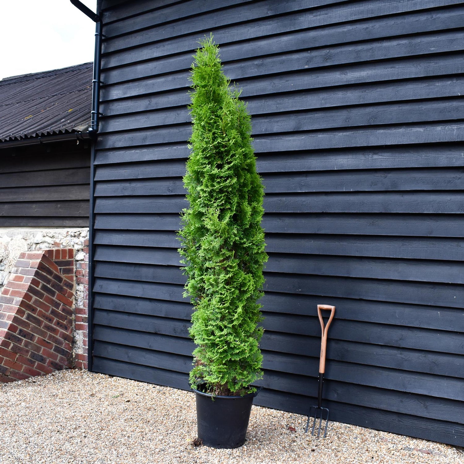 Thuja orientalis 'Pyramidalis' Compacta - 170-180cm - 35lt