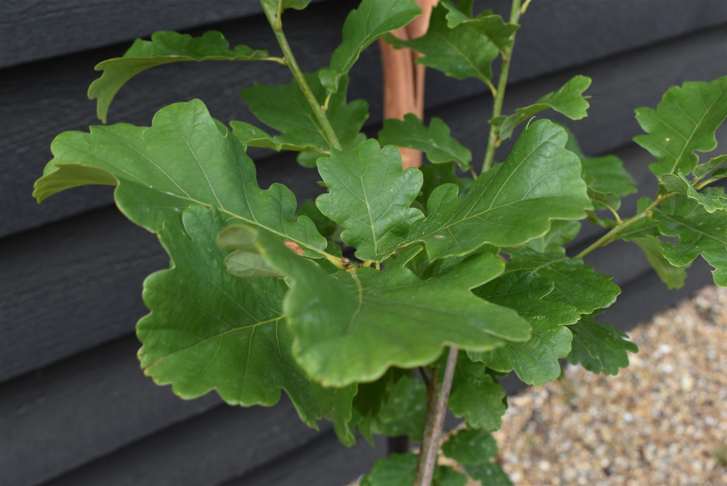 English Oak | Quercus robur  100-120cm - 3-5lt