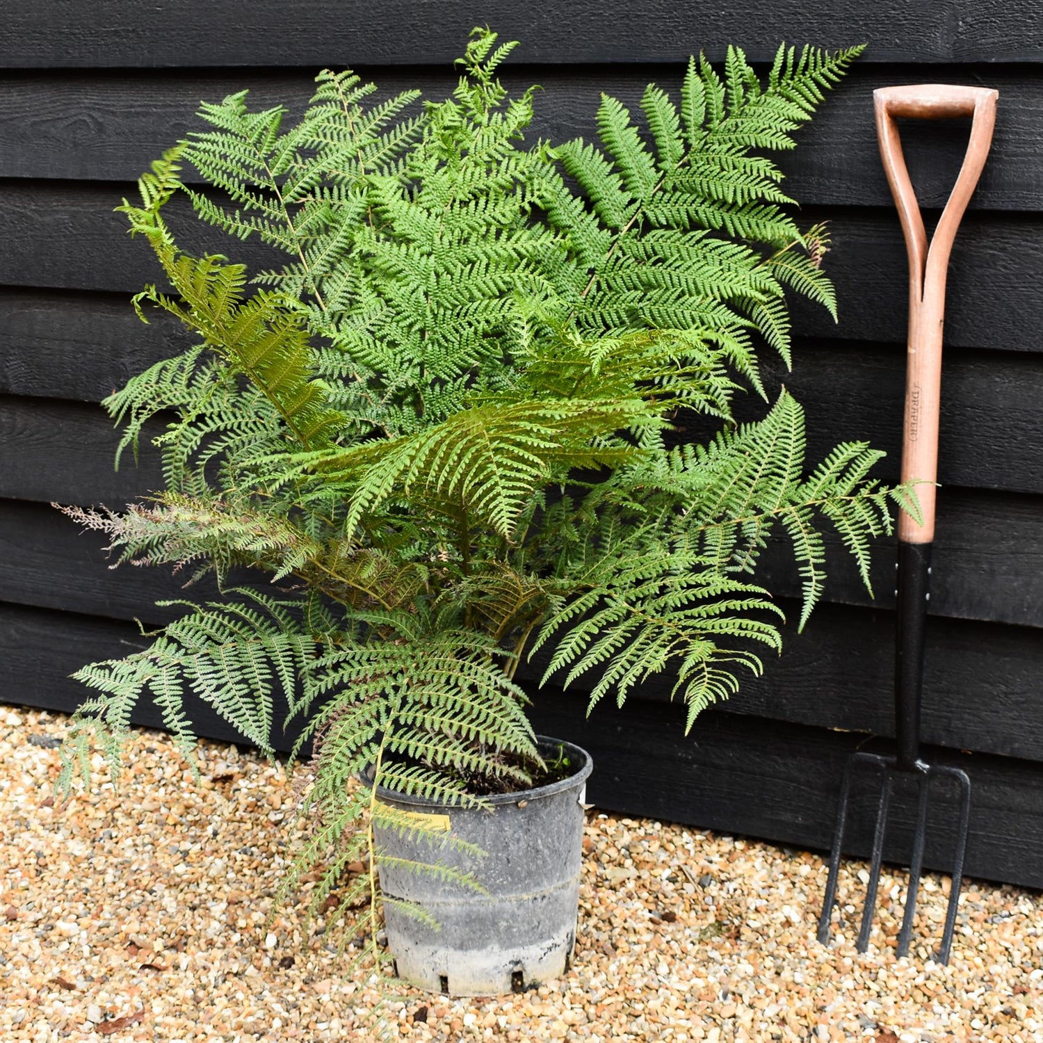 Dicksonia antarctica | Australian tree fern - Height 50-70cm - 10lt