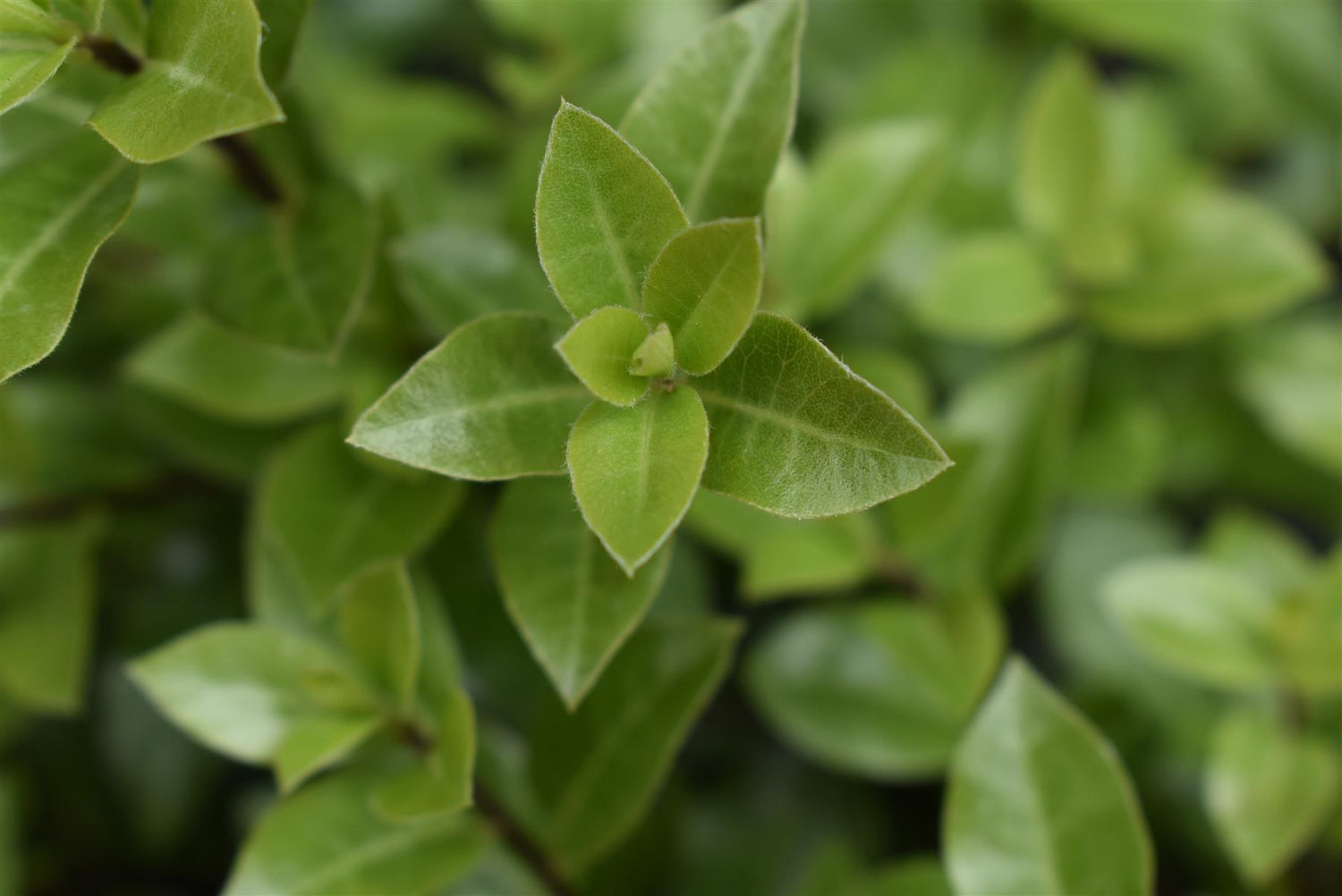 Pittosporum tenuifolium 'Beach Ball' - 15-25cm - 3lt