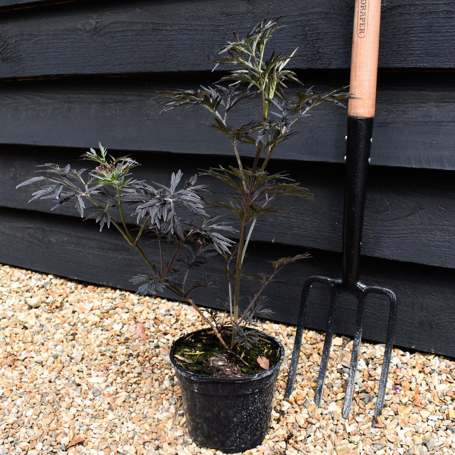 Sambucus nigra Black Lace - Height 25-50cm - Shrub - 2lt