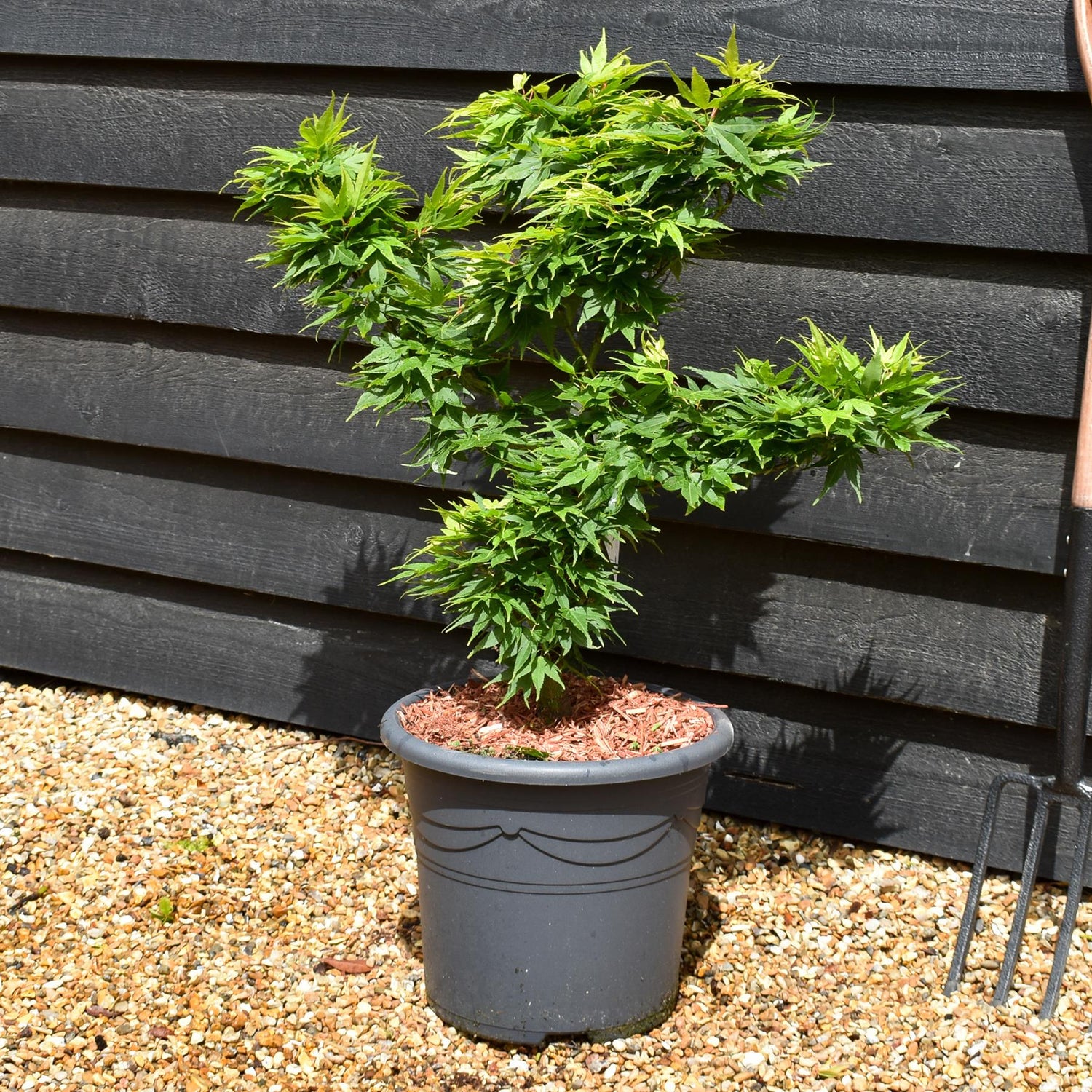 Acer palmatum 'Mikawa yatsubusa' | Japanese Maple - Height 60-80cm - 15lt