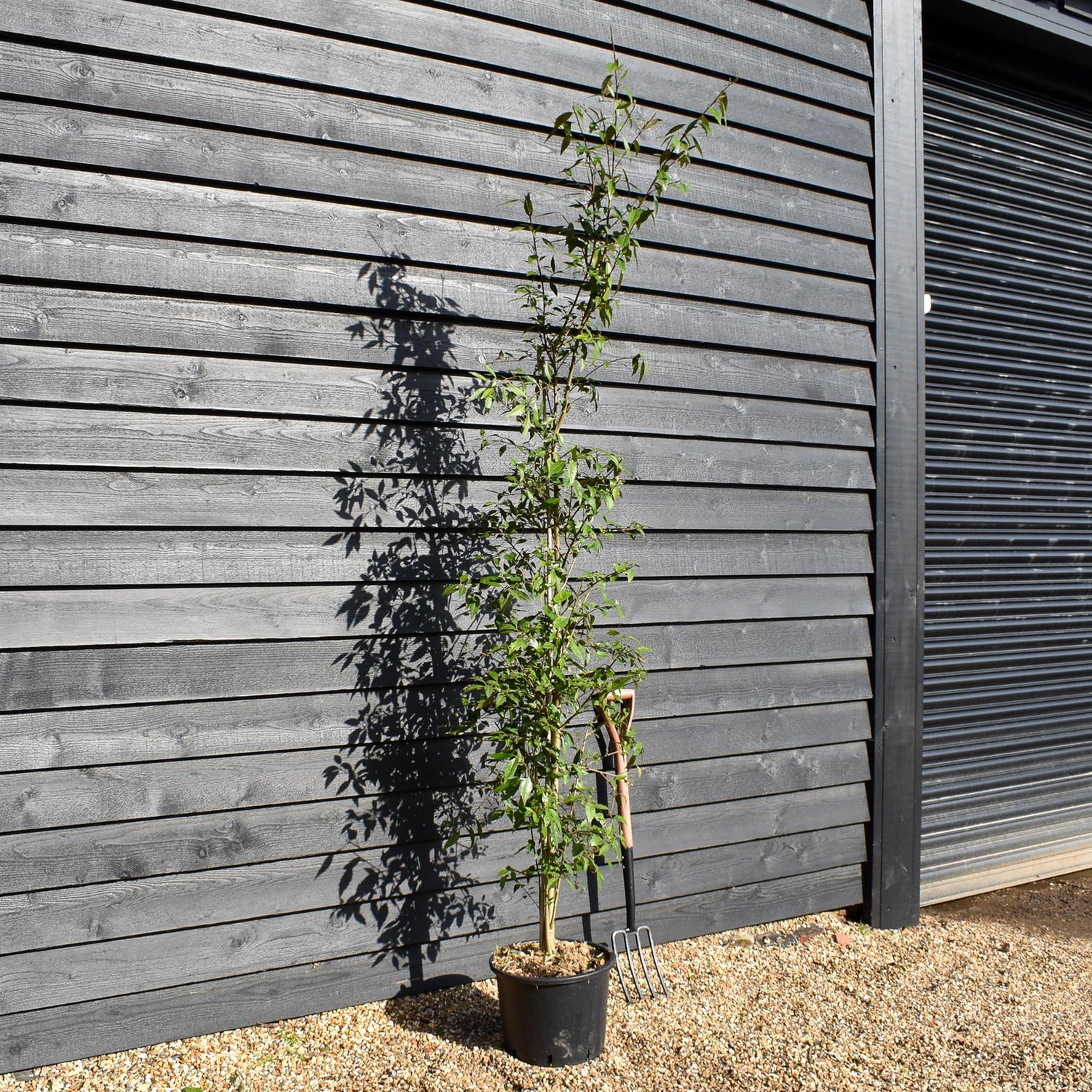 Hoheria sexstylosa Snow White | Ribbonwood - Bushy - Height 180-240cm - 18-20lt