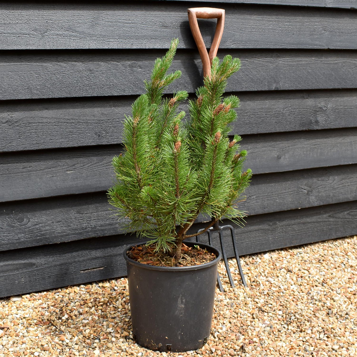 Pinus mugo mughus |Dwarf Mountain Pine -Height 50-80cm - 12lt