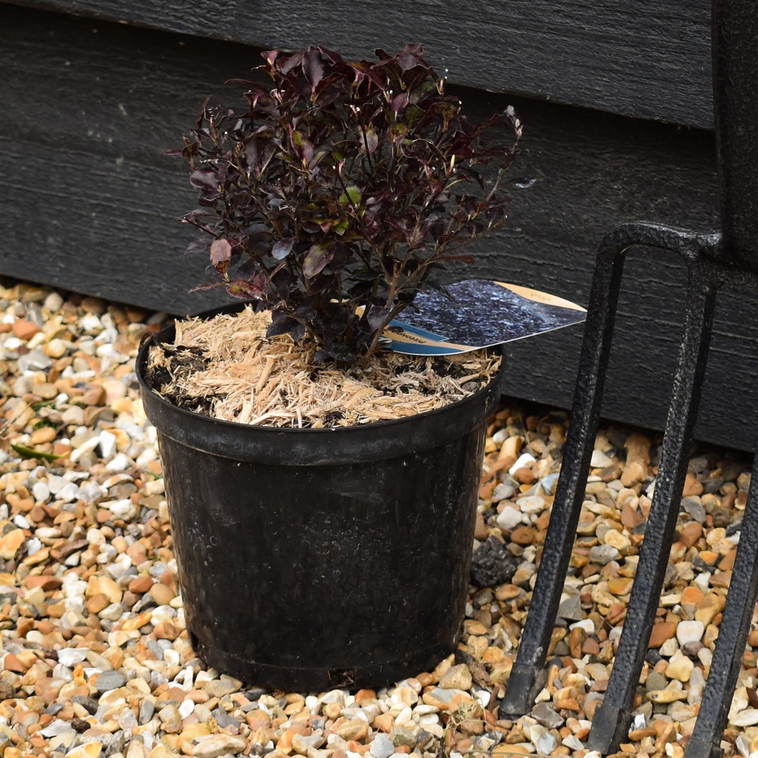 Pittosporum Tom Thumb - Height 18-25cm - 2lt