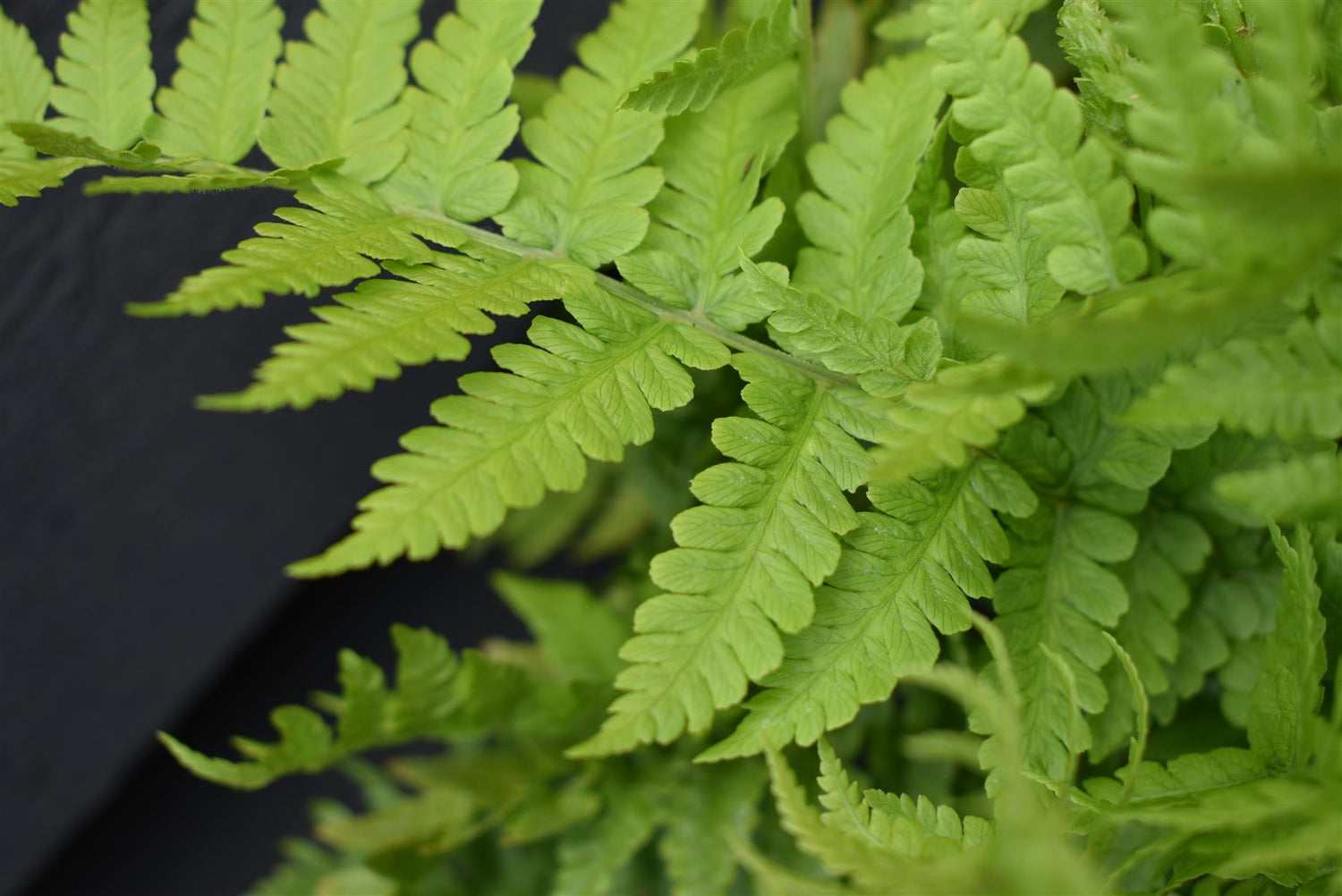 Matteuccia struthiopteris | Shuttlecock or Ostrich Fern - 15-25cm - 3lt