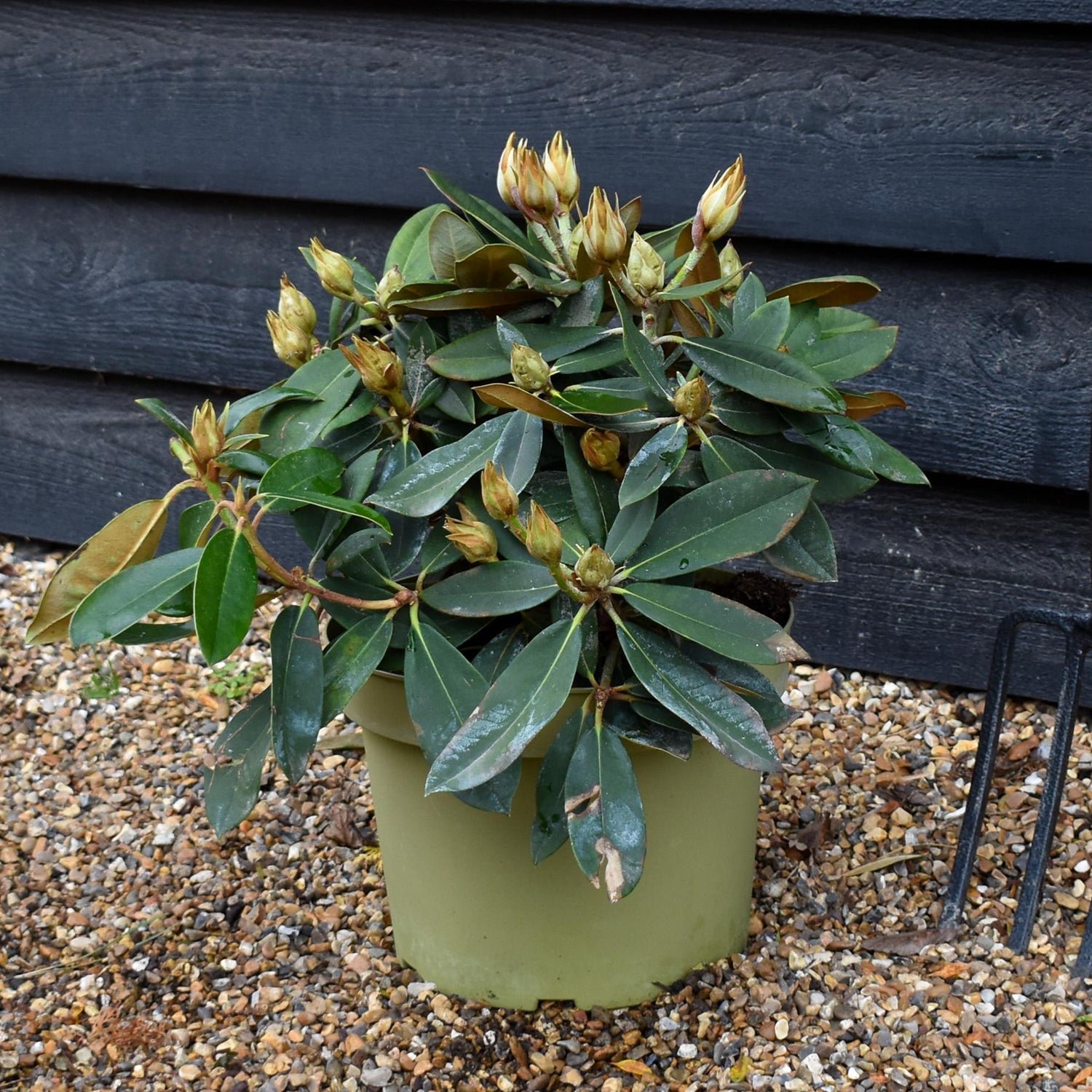 Rhododendron Yakushimanum 'Vollblut' - Shrub - Height 30-40cm - 10lt