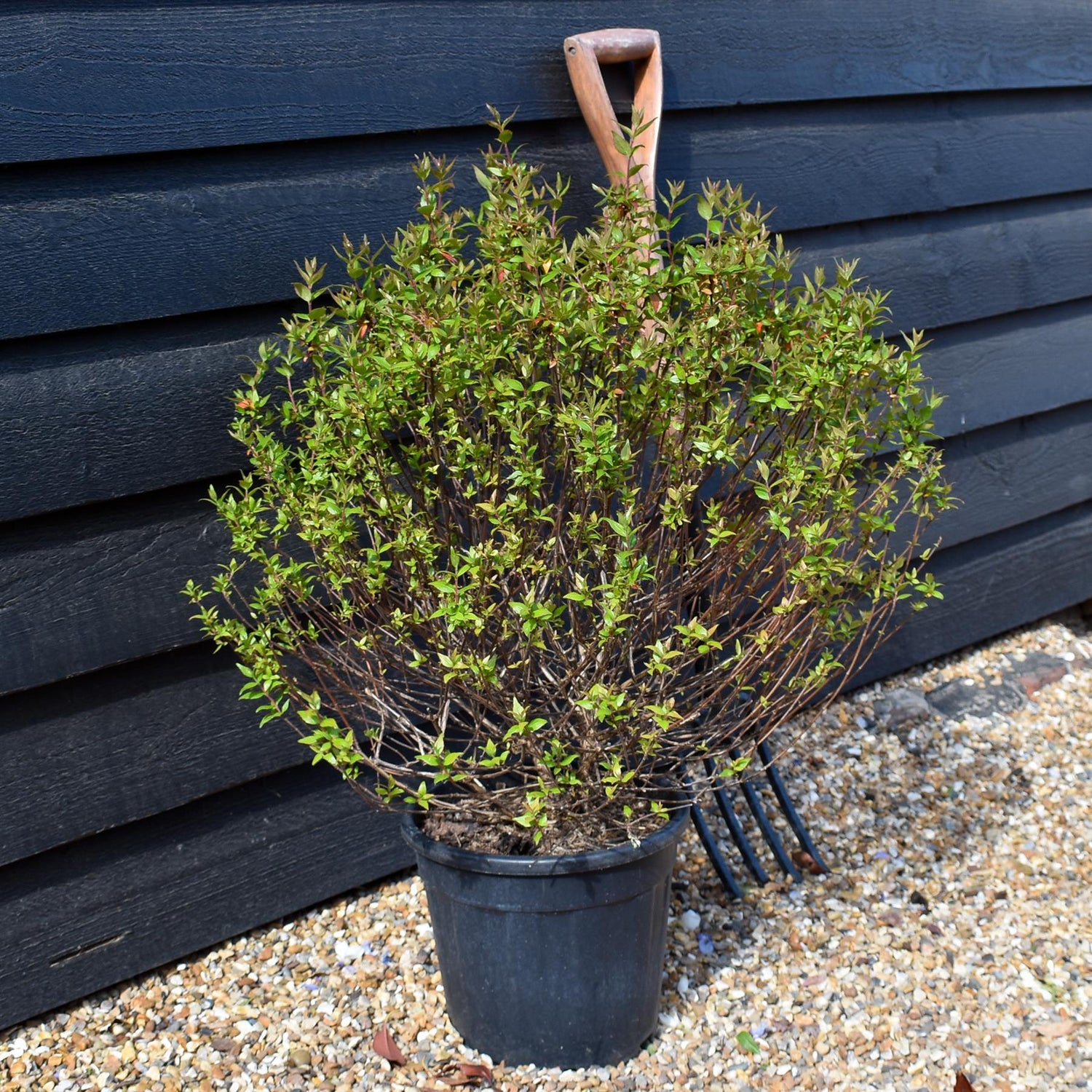 Abelia Grandiflora | Glossy Abelia - 140-160cm, 10lt