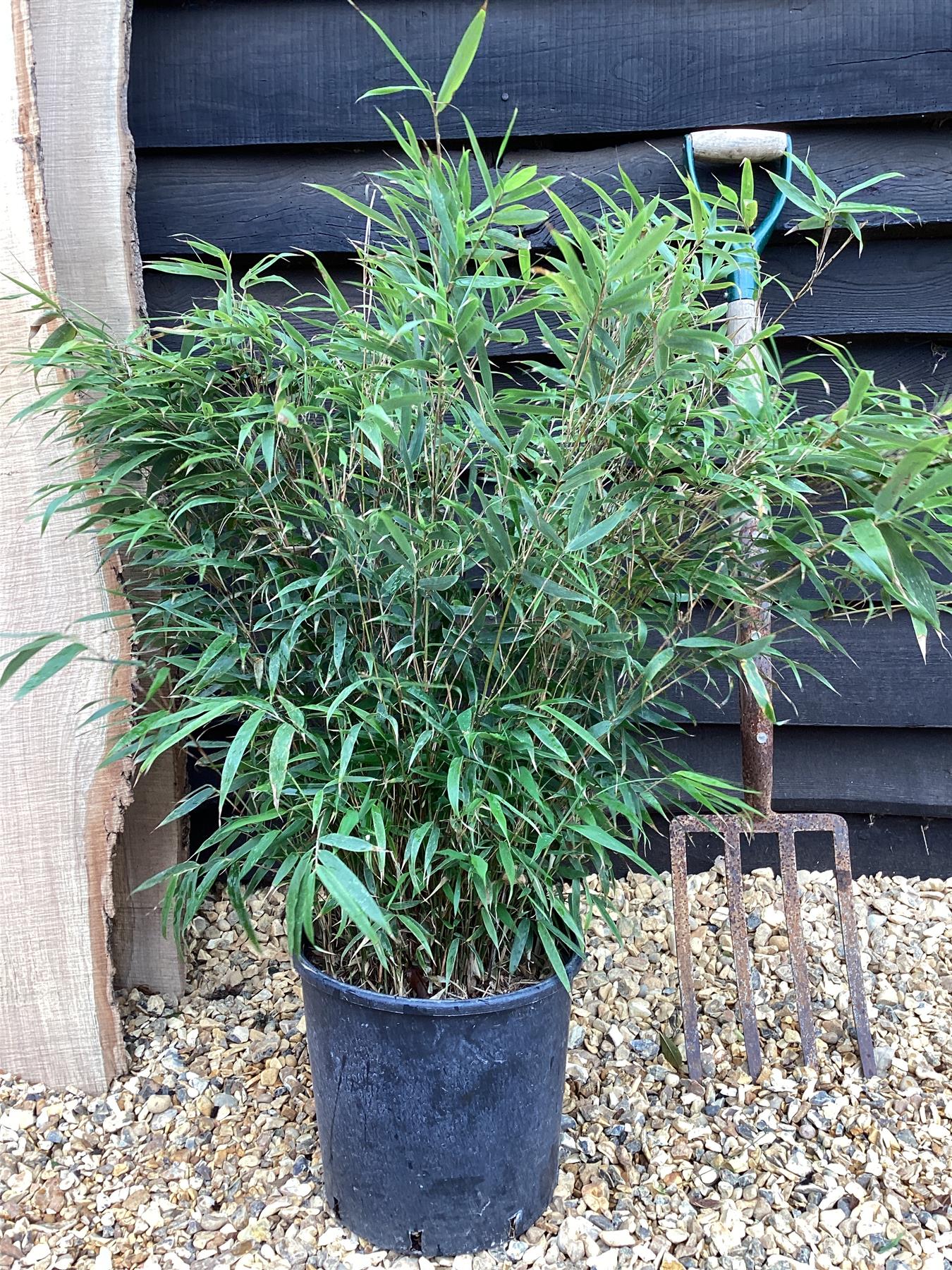 Fargesia robusta 'Wenchuan' | ‘Wenchuan’ Clumping Bamboo - 90-110cm, 10lt