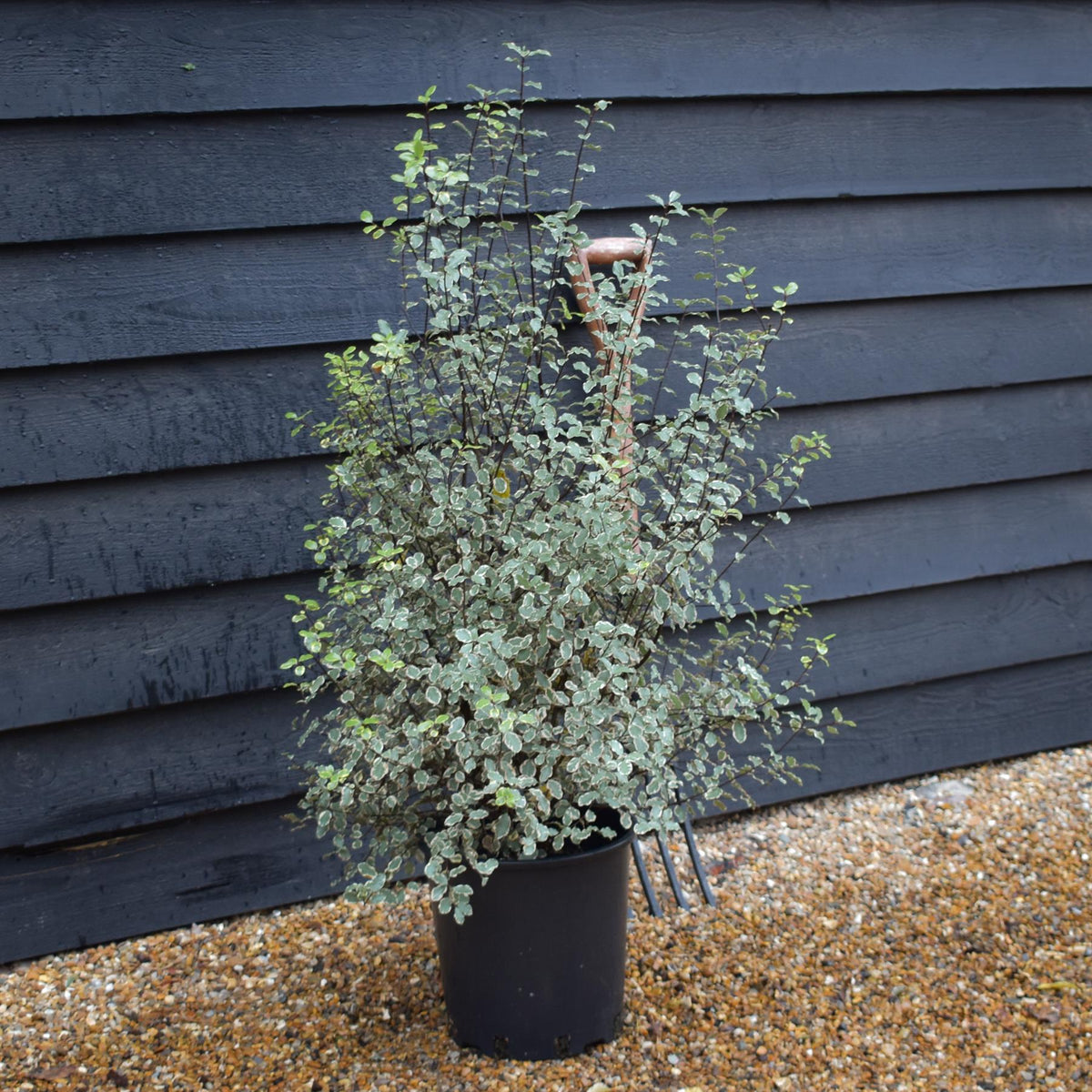 Pittosporum Victoria | Tawhiwhi 'Victoria' - Height 80-100 - 12lt
