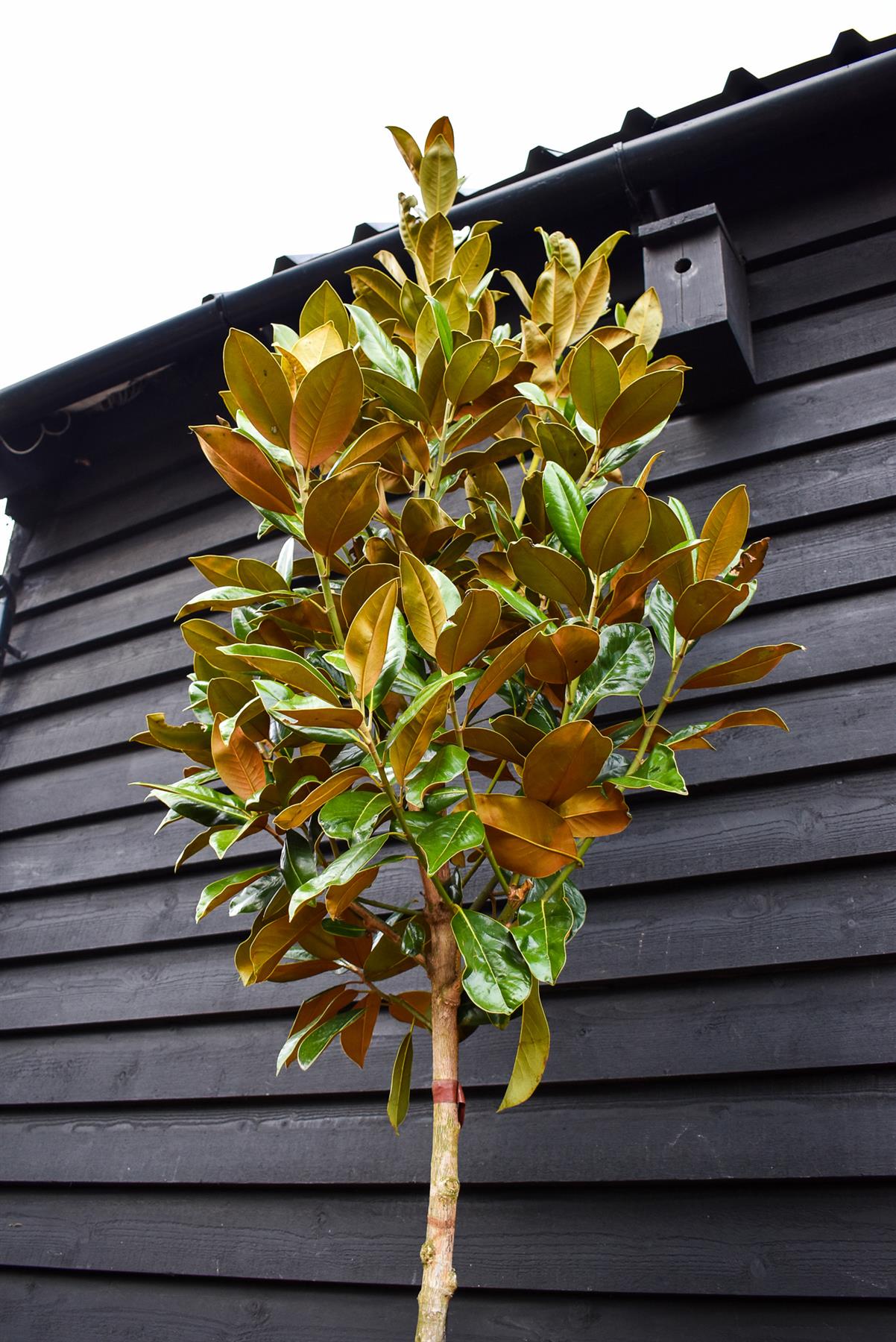 Magnolia grandiflora | Evergreen magnolia - Standard - Clear Stem 180-190cm - Girth 10-12cm - Height 350-400cm - 35lt