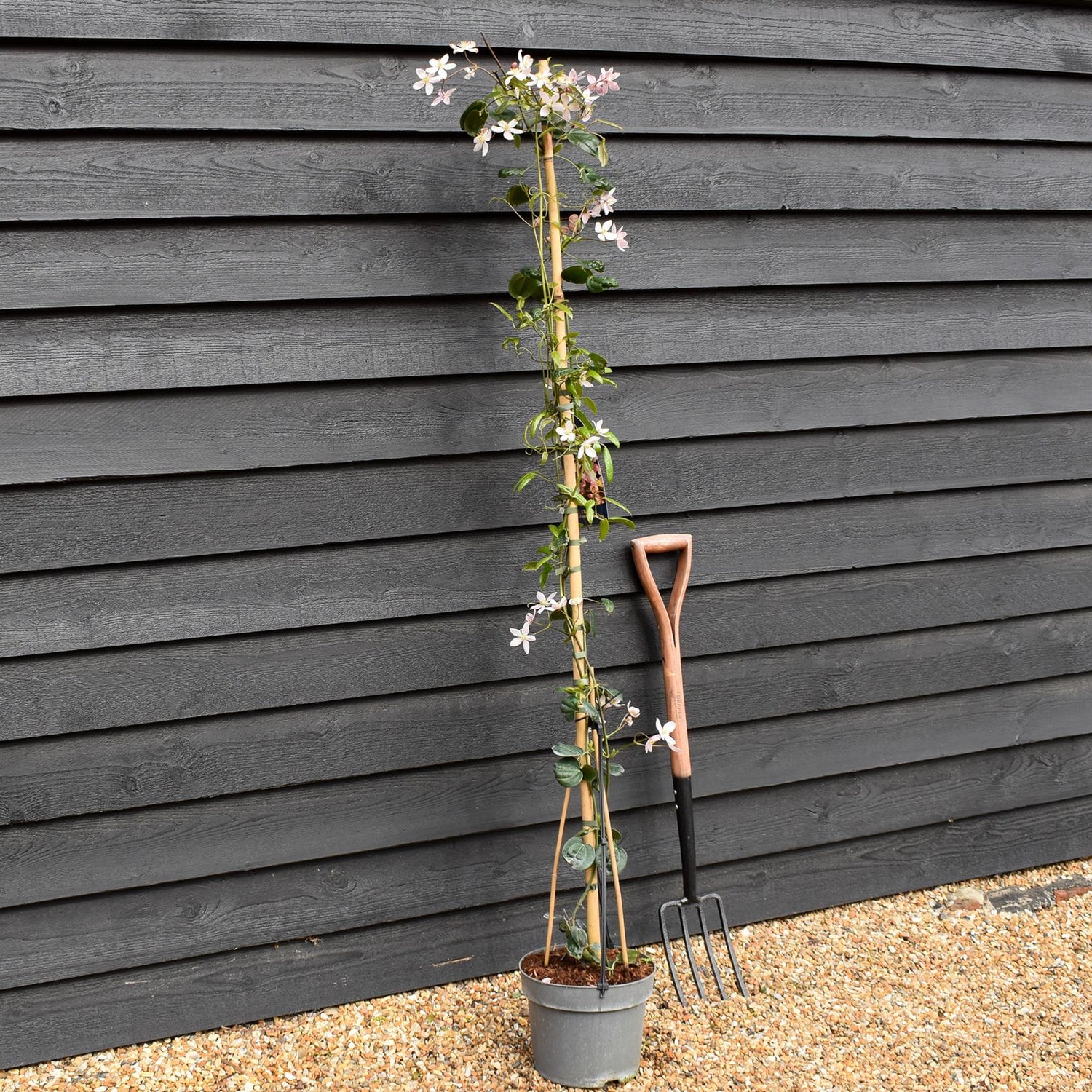 Clematis 'Apple Blossom' - Height 180-200cm - 8lt