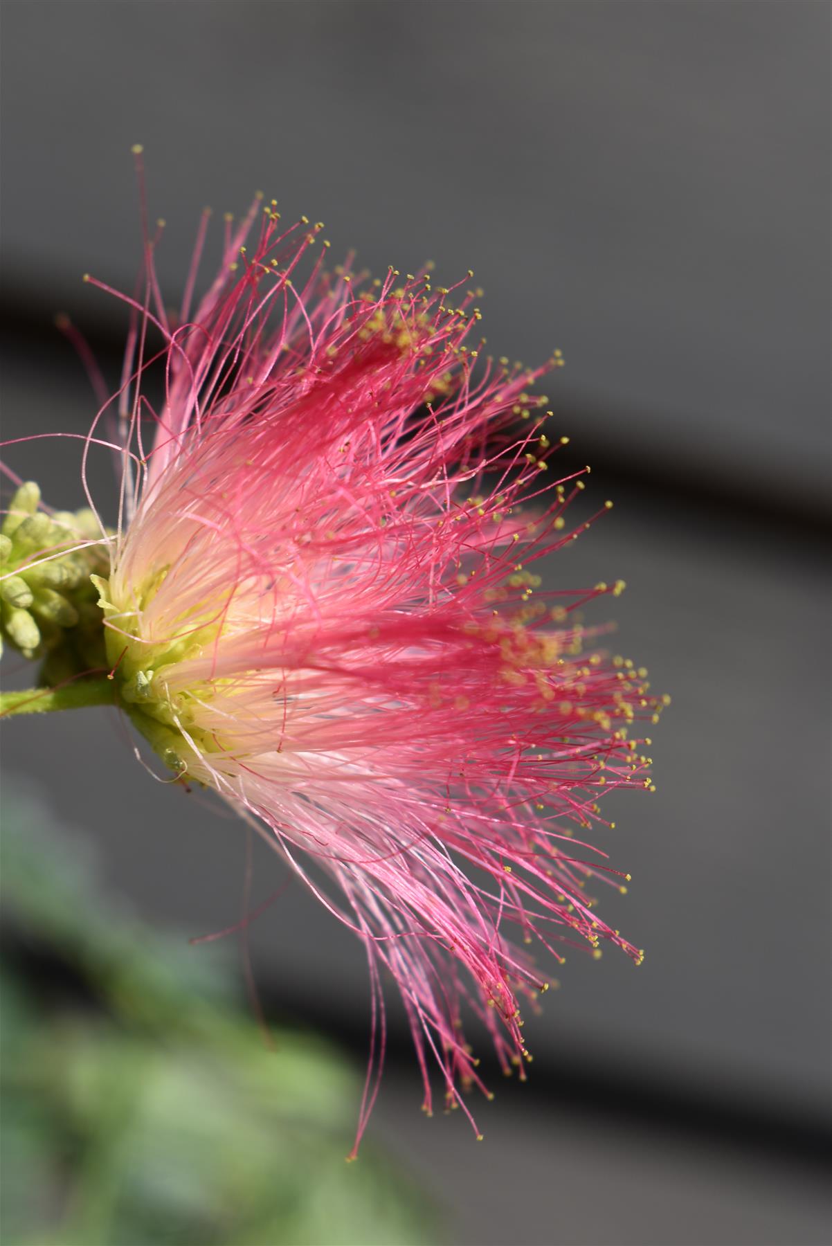 Albizia julibrissin Omberella  | Silk Tree - Height 140-150cm - 15lt