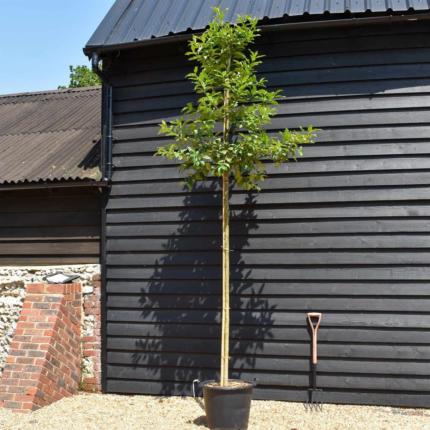 Ilex Castaneifolia - Chestnut-leaved Holly - Clear Stem 200cm - Girth 8-10cm - Height 420-430cm - 50lt