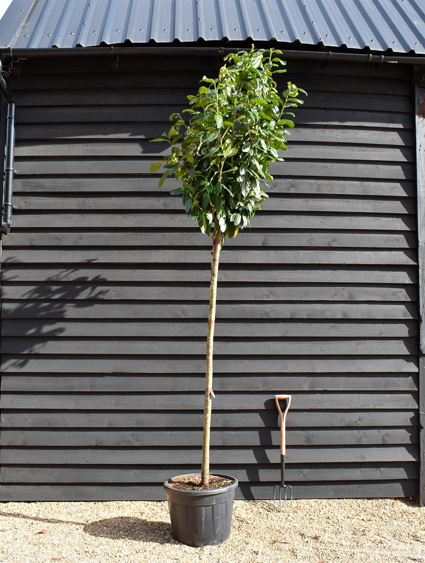 Cherry Laurel 'Novita' Full Standard Tree - Prunus laurocerasus 'Novita' | Clear Stem 200cm - Height 350-380cm  - Girth 10-12 - 90lt