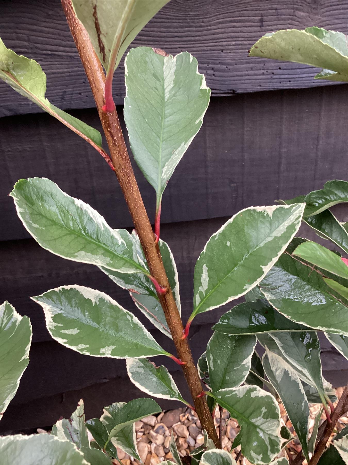 Photinia Louise - 150-180cm, 7.5lt