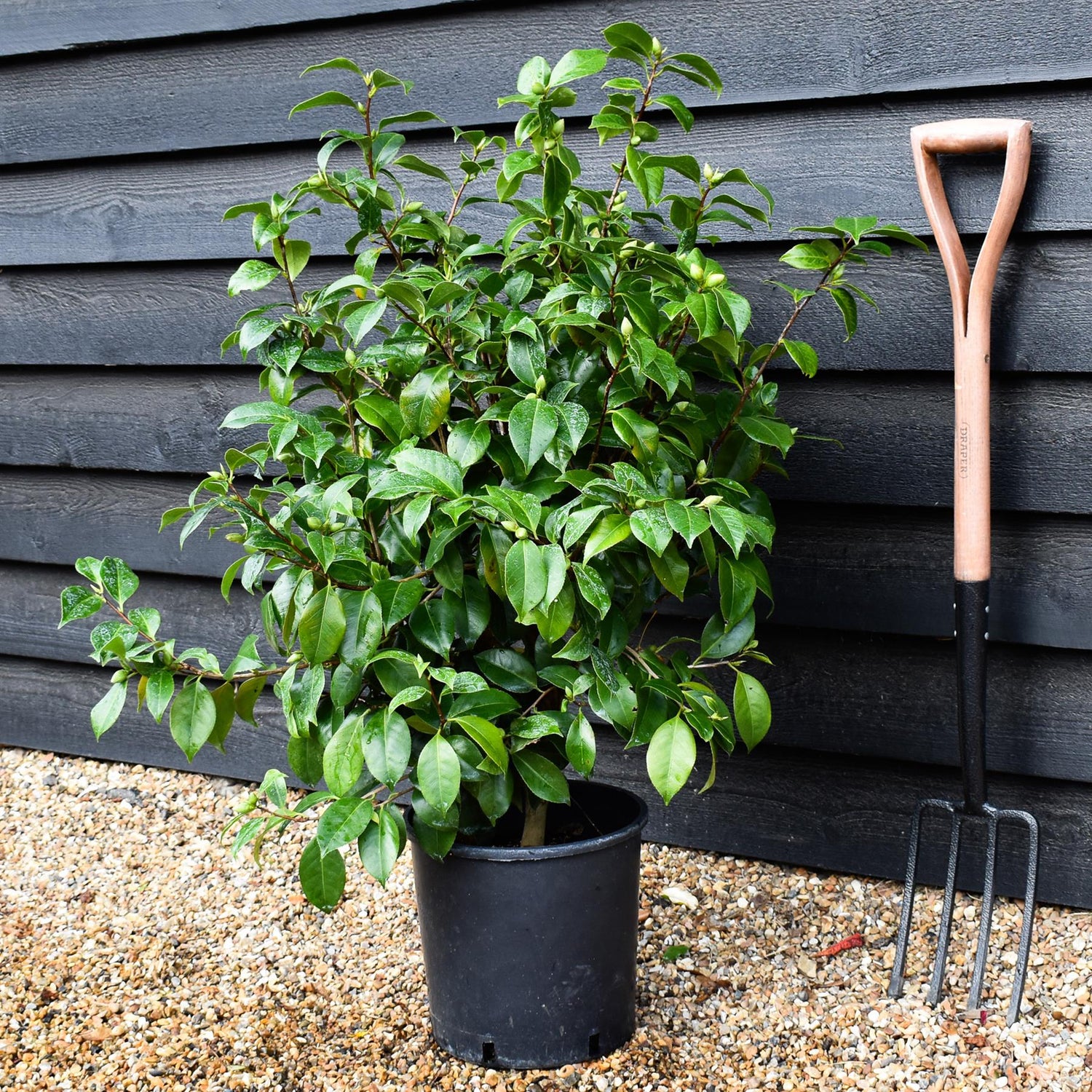 Camellia japonica 'Odoratissima' - 60-70cm - 12lt