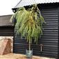 Salix Chrysocoma | Golden Weeping Willow - Clear Stem - Standard - Girth 10-12cm - Height 350-390cm - 45lt
