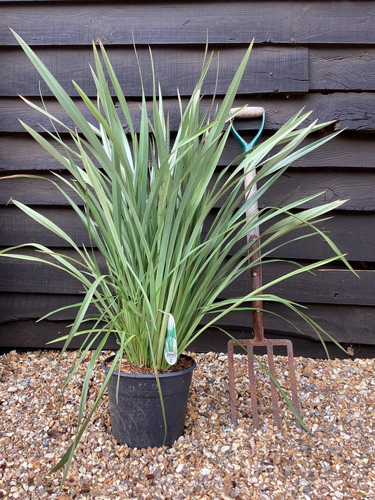 Phormium tenax | New Zealand Flax - 70-80cm - 7lt