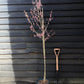 Cherry 'Okame' | Prunus 'Okame'  180-220cm - 12lt