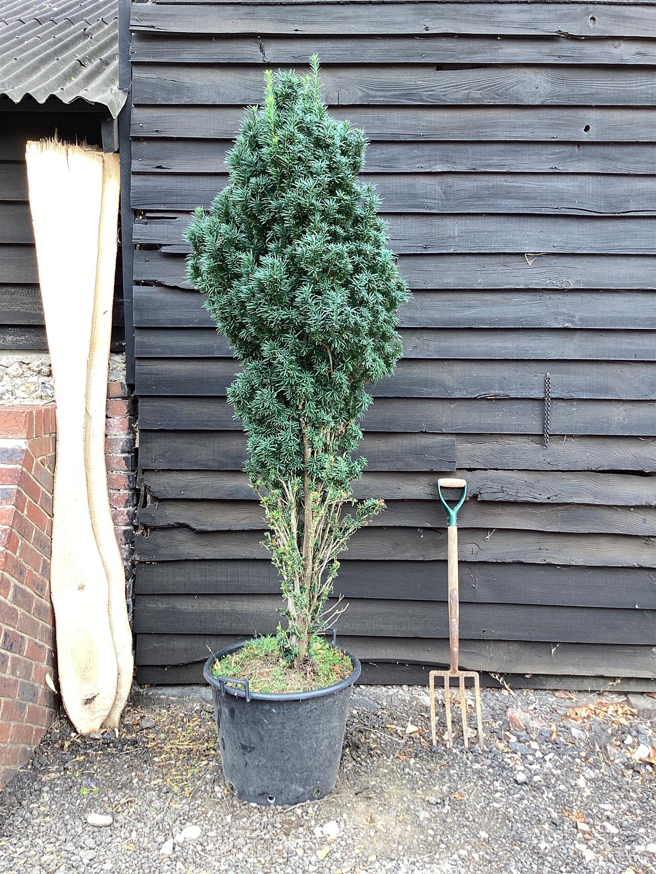Taxus baccata Fastigiata - 250-300cm, 70lt