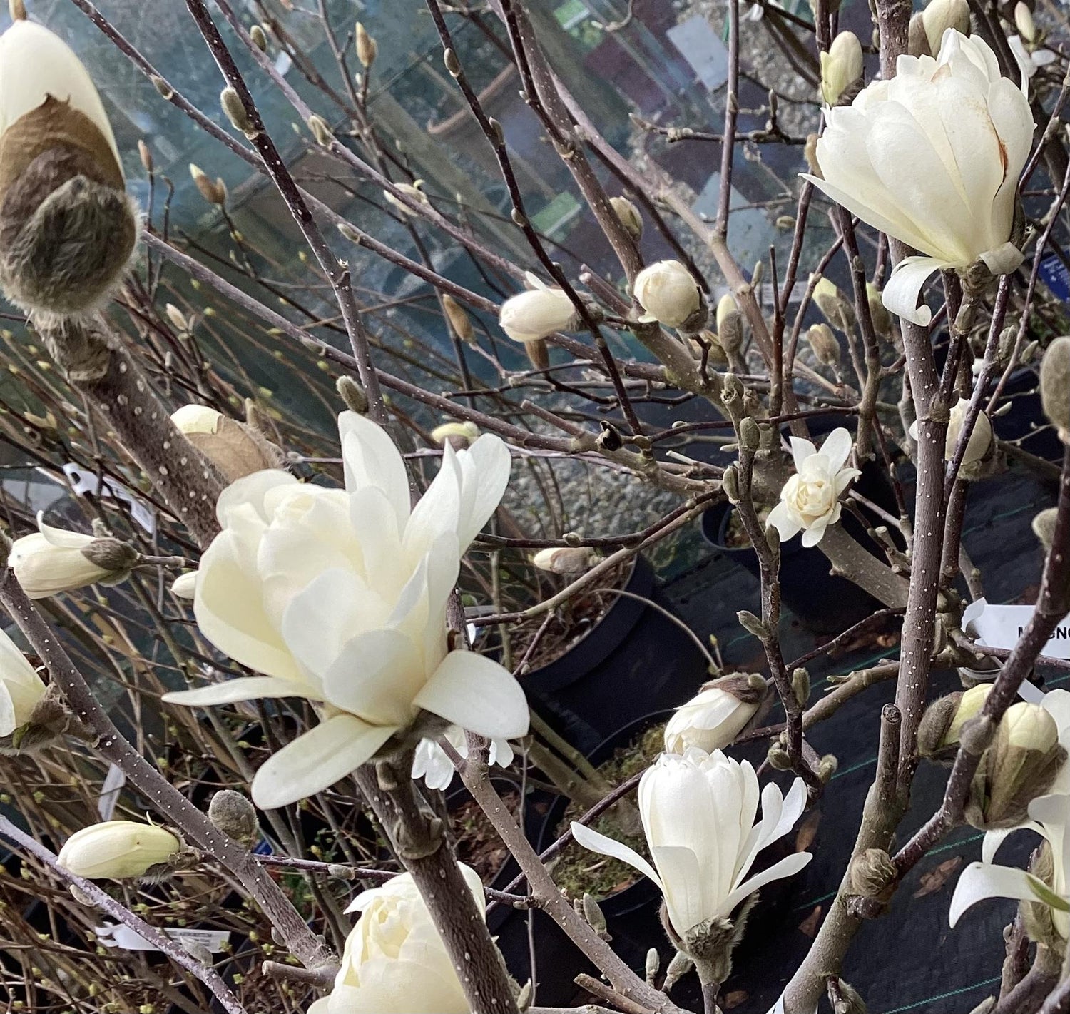 Magnolia Stellata 1/4 Standard | Star Magnolia - 120-140cm, 18lt