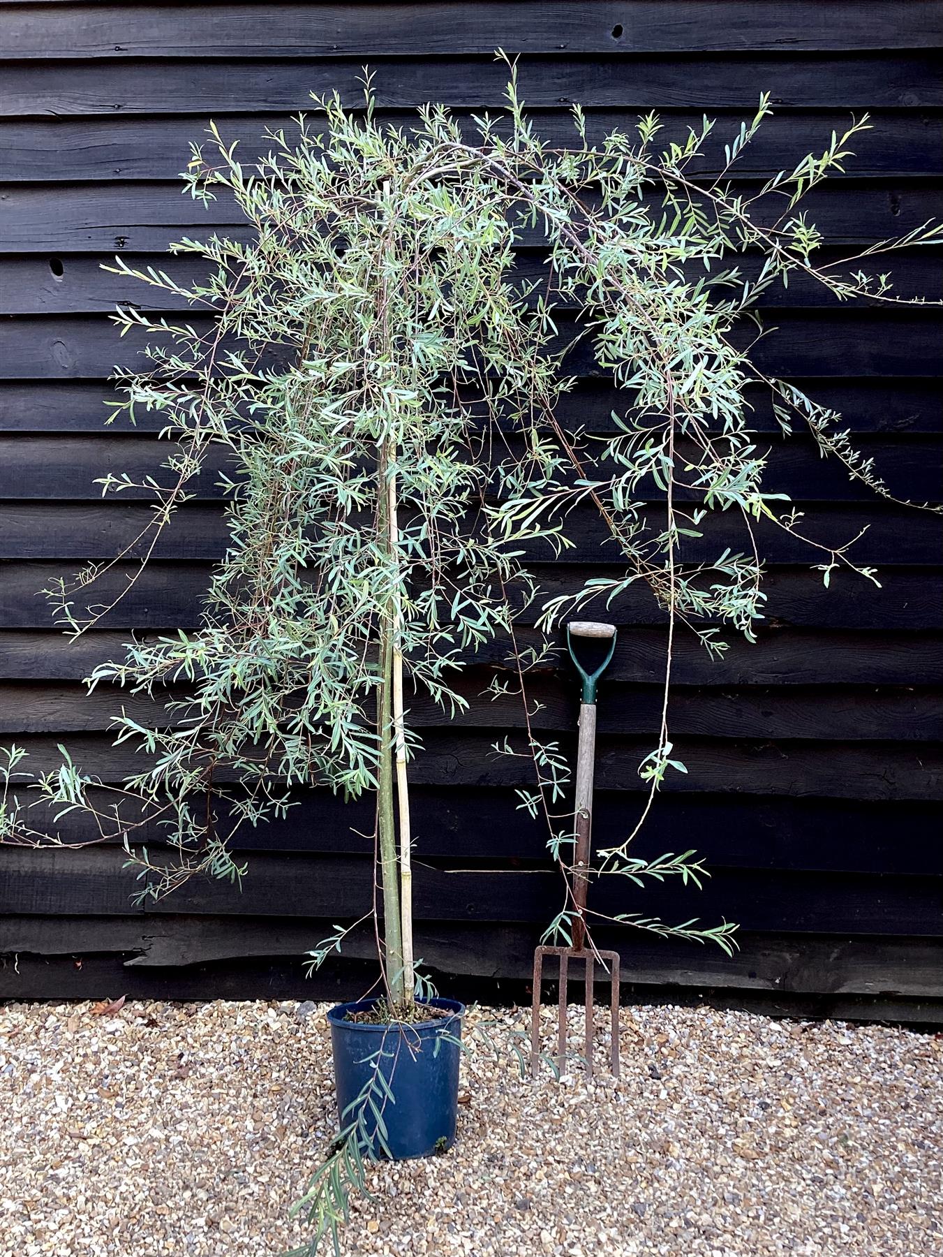 Salix purpurea 'Pendula' | Weeping Purple Willow - 200-250cm, 10lt