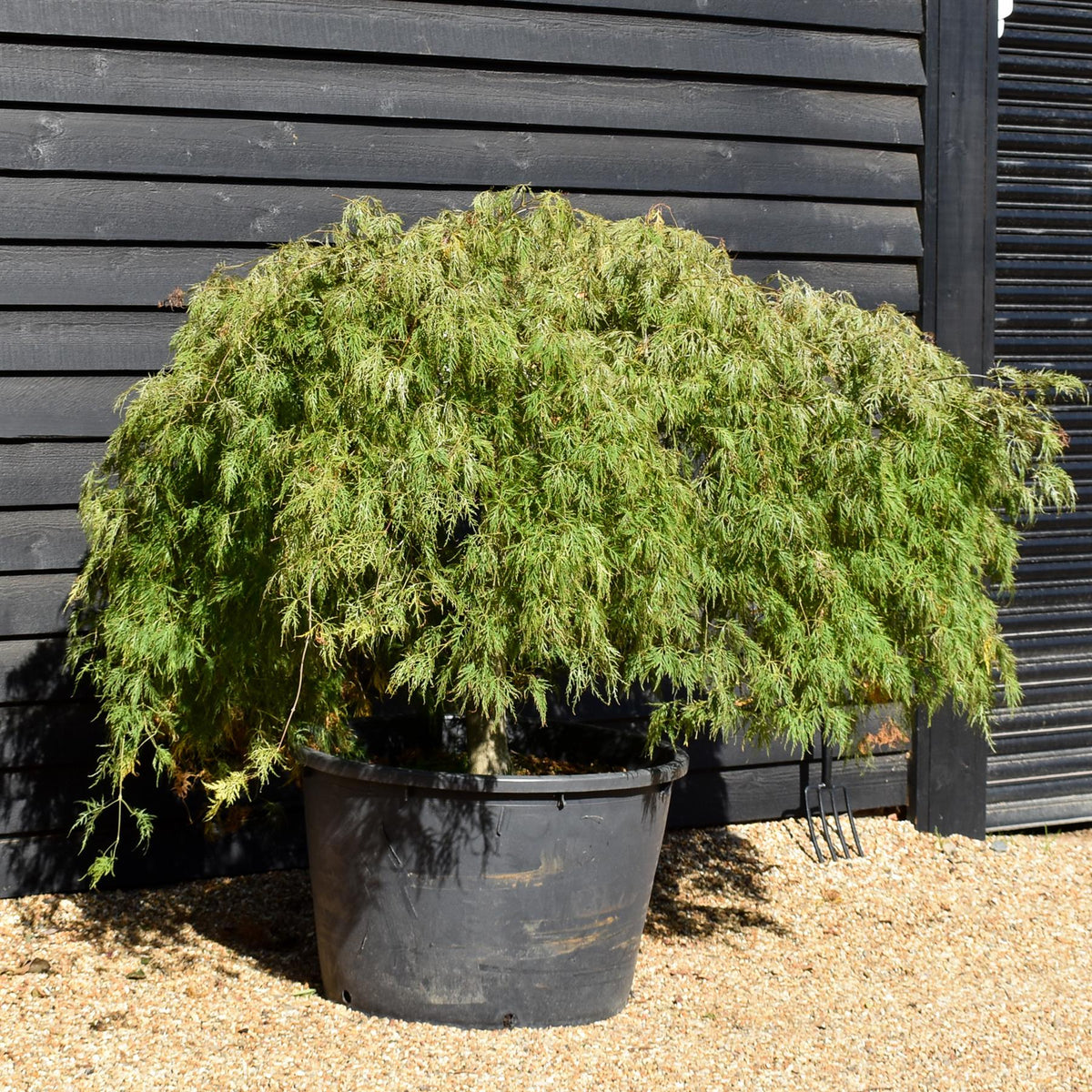 Acer palmatum Dissectum | laceleaf Japanese maple - Weeping - Clear Stem 90cm - Height 130-140cm - 230lt