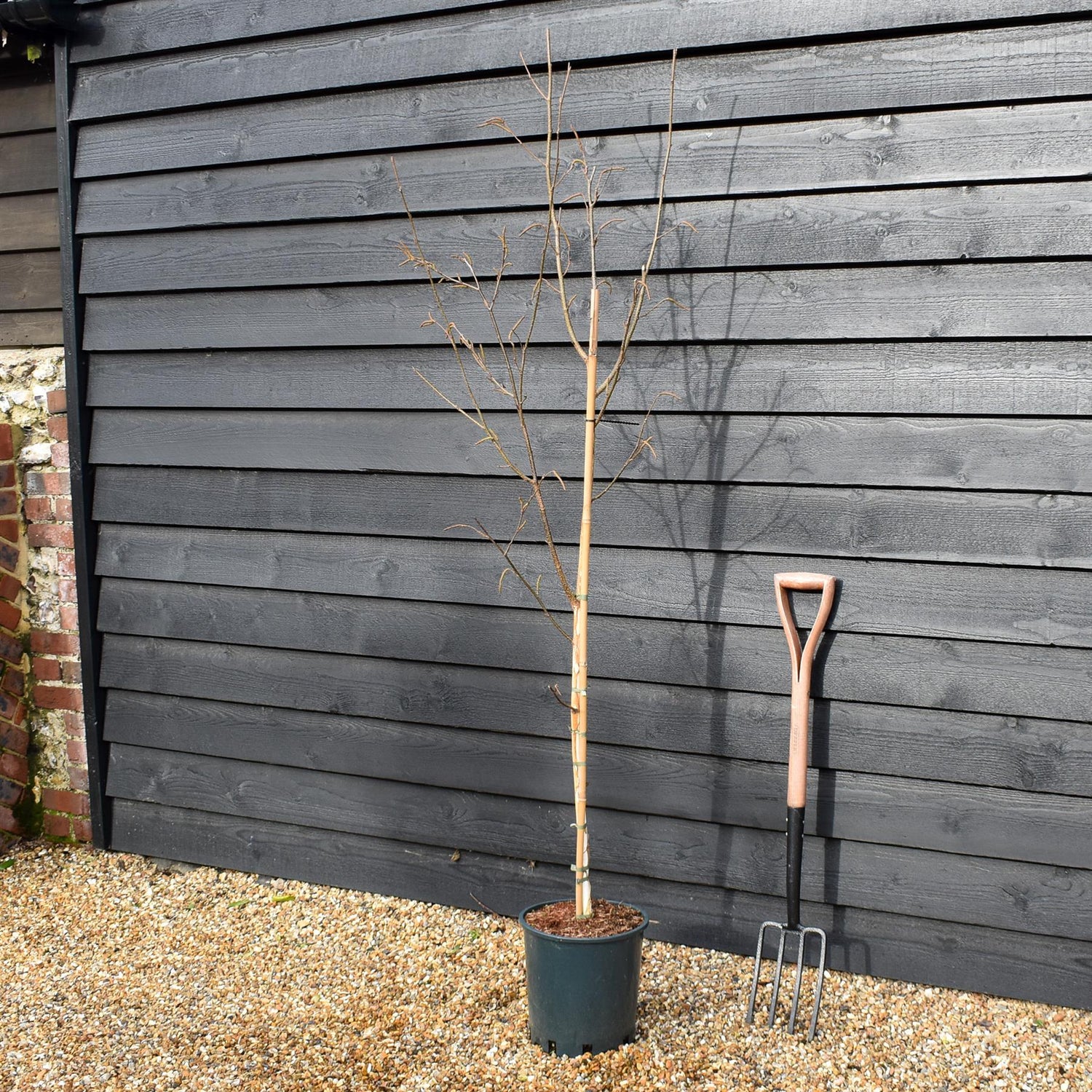 Himalayan Silver birch 'Trinity College' | Betula utilis - Height - 170-190cm - 10lt