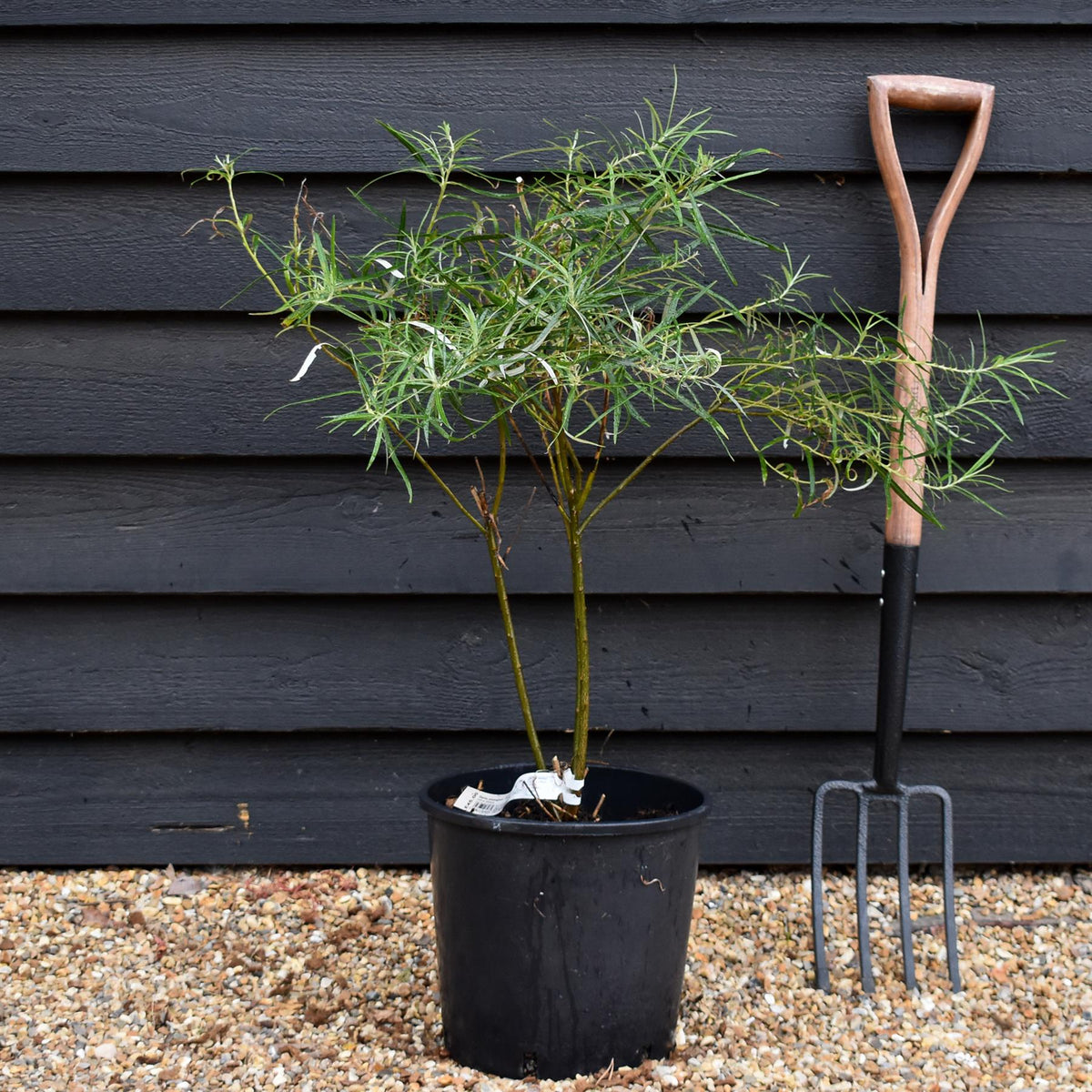 Salix elaeagnos - Shrub - Height 60-80cm - 10lt