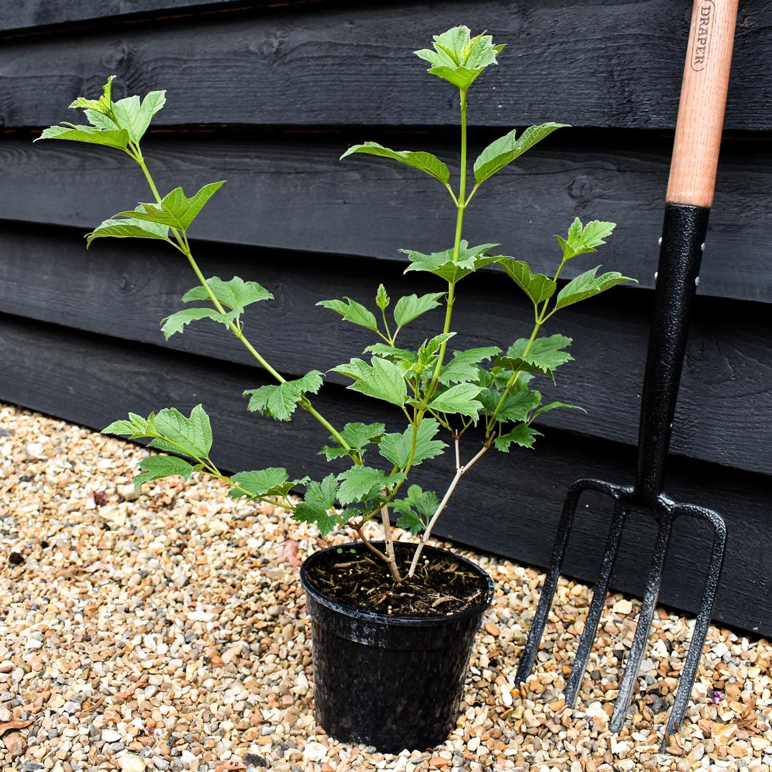 Viburnum Opulus Roseum | Snowball Bush - 40-50cm - 12lt