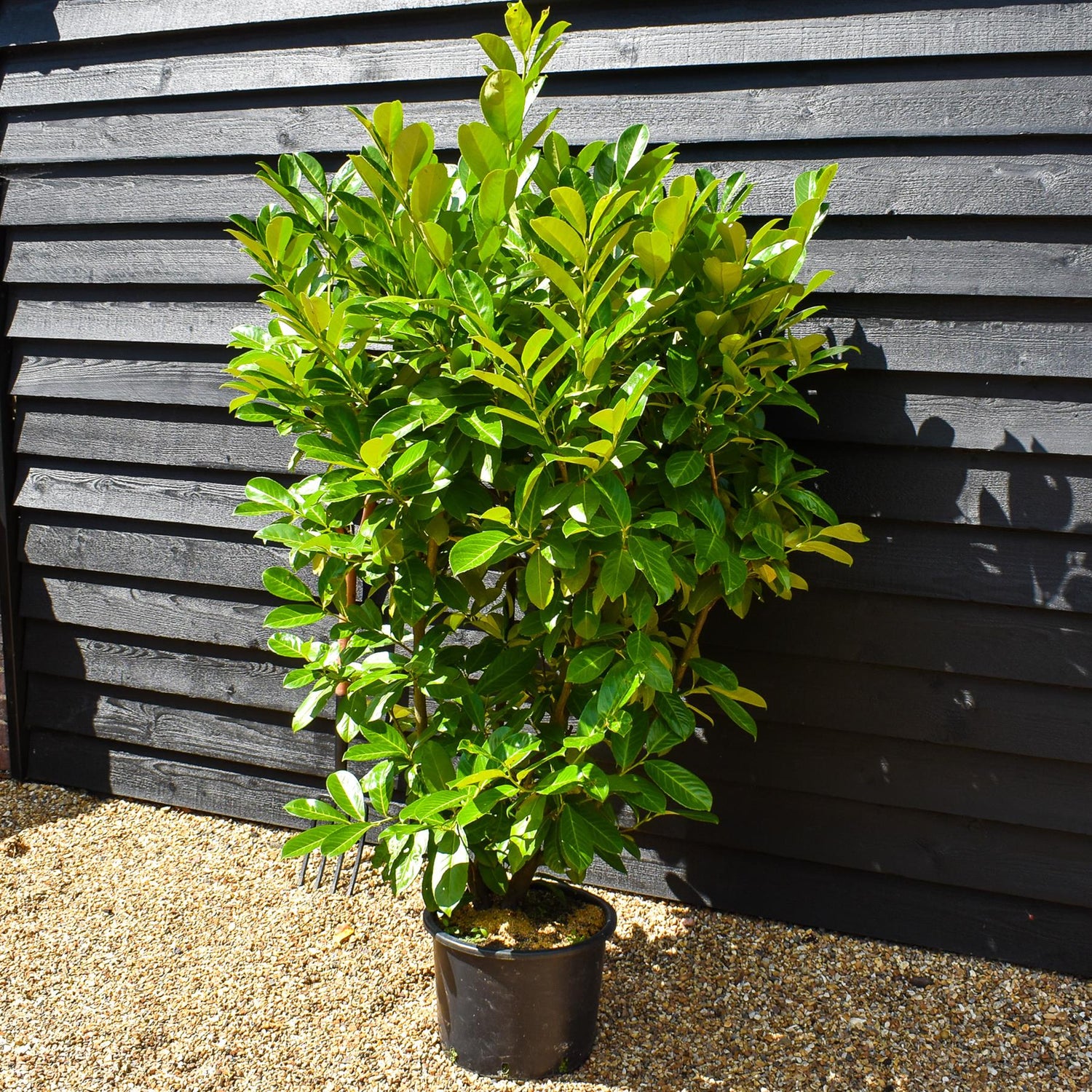 Cherry Laurel | Prunus laurocerasus Rotundifolia  - Instant Hedging - Pot Grown - Height 150-170cm - 20lt