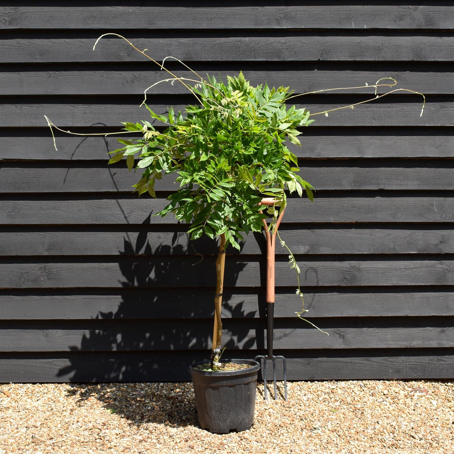 Wisteria sinensis 'Alba' - White flower - Clear Stem 80cm - Height 130-150cm - 18lt